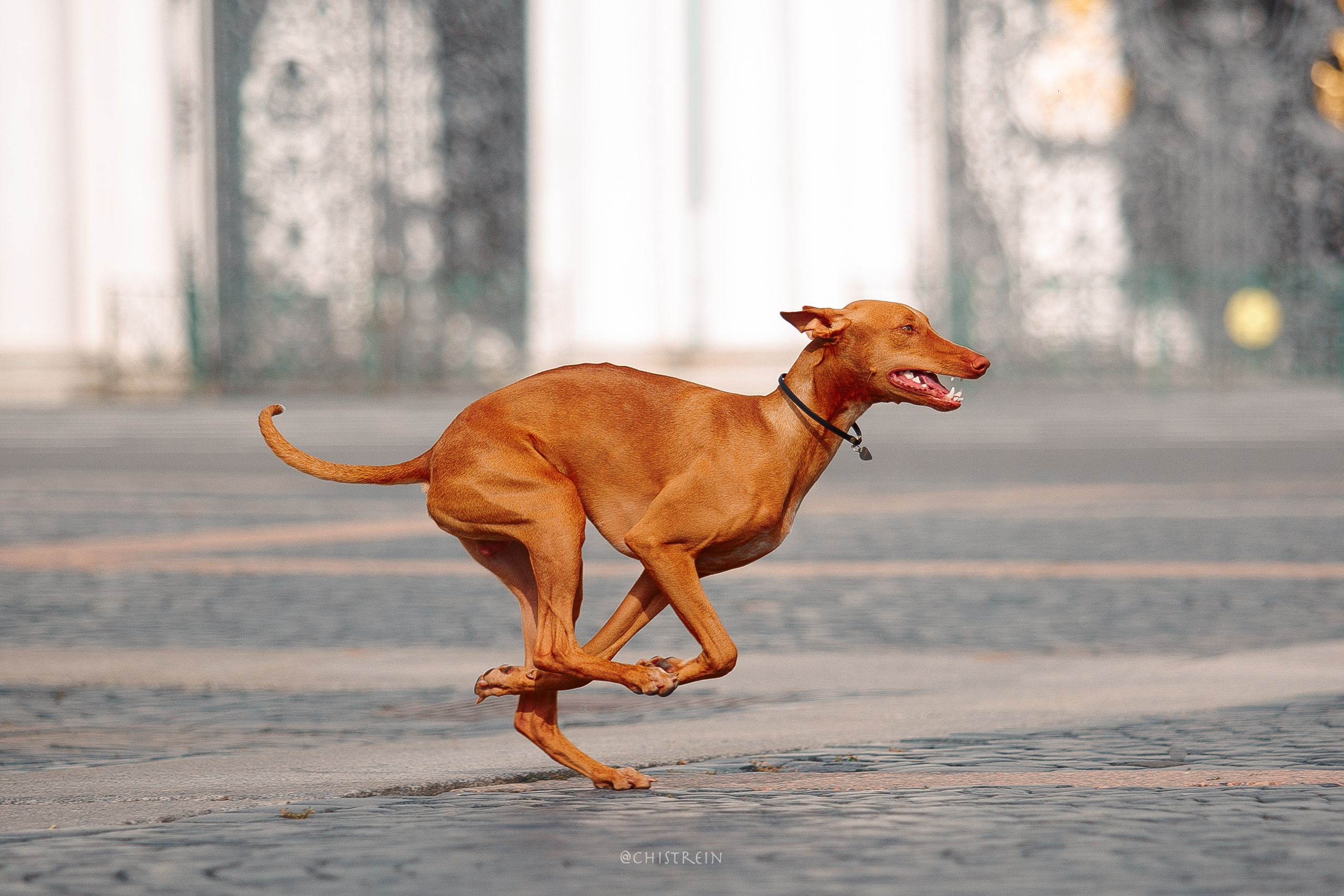 Арина и Гриффин в центре Питера. Фотограф-анималист Наталия Чистюхина в г. Сосновый Бор и ЛО