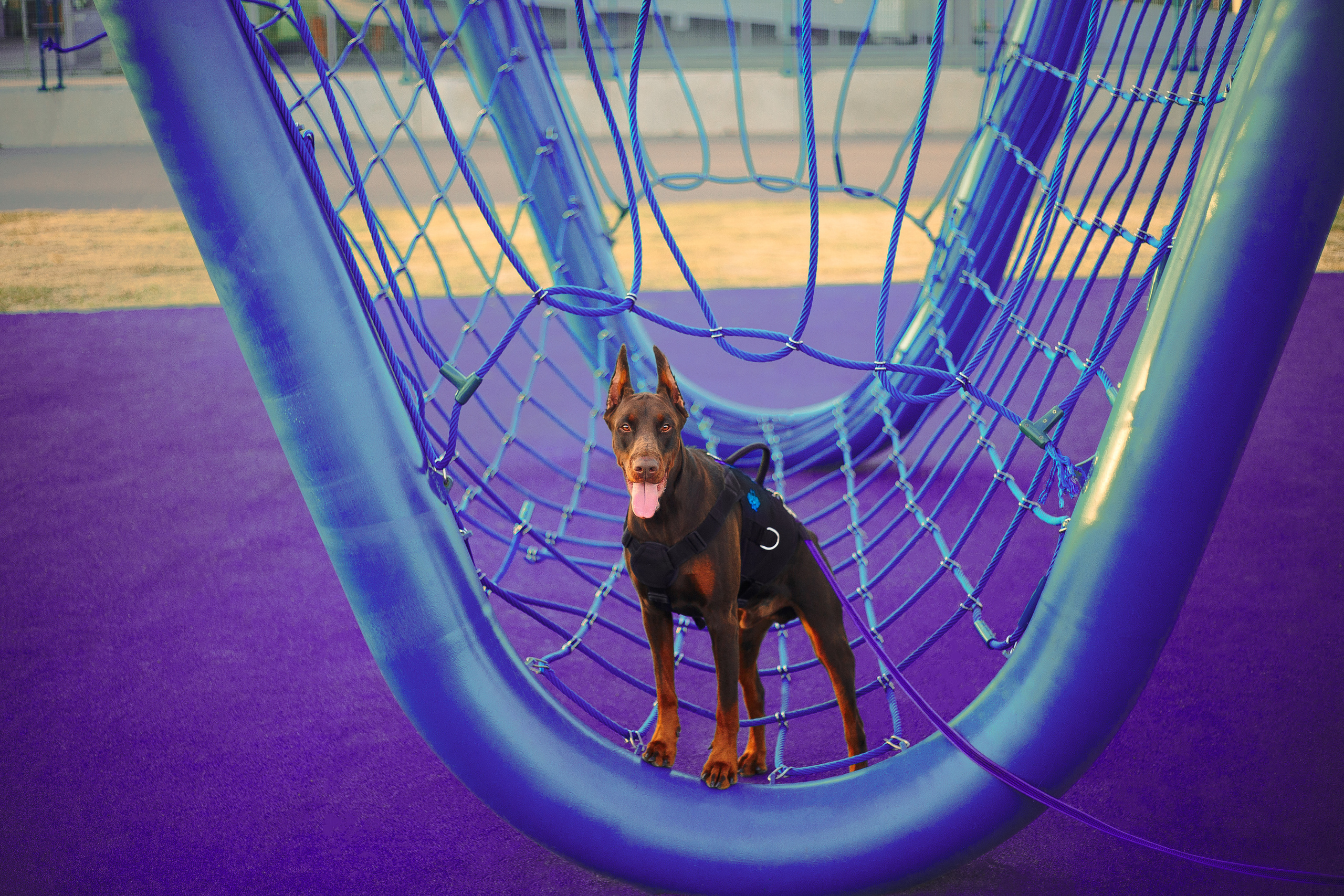 Атлас на Крестовском острове. Фотограф-анималист Наталия Чистюхина в г. Сосновый Бор и ЛО