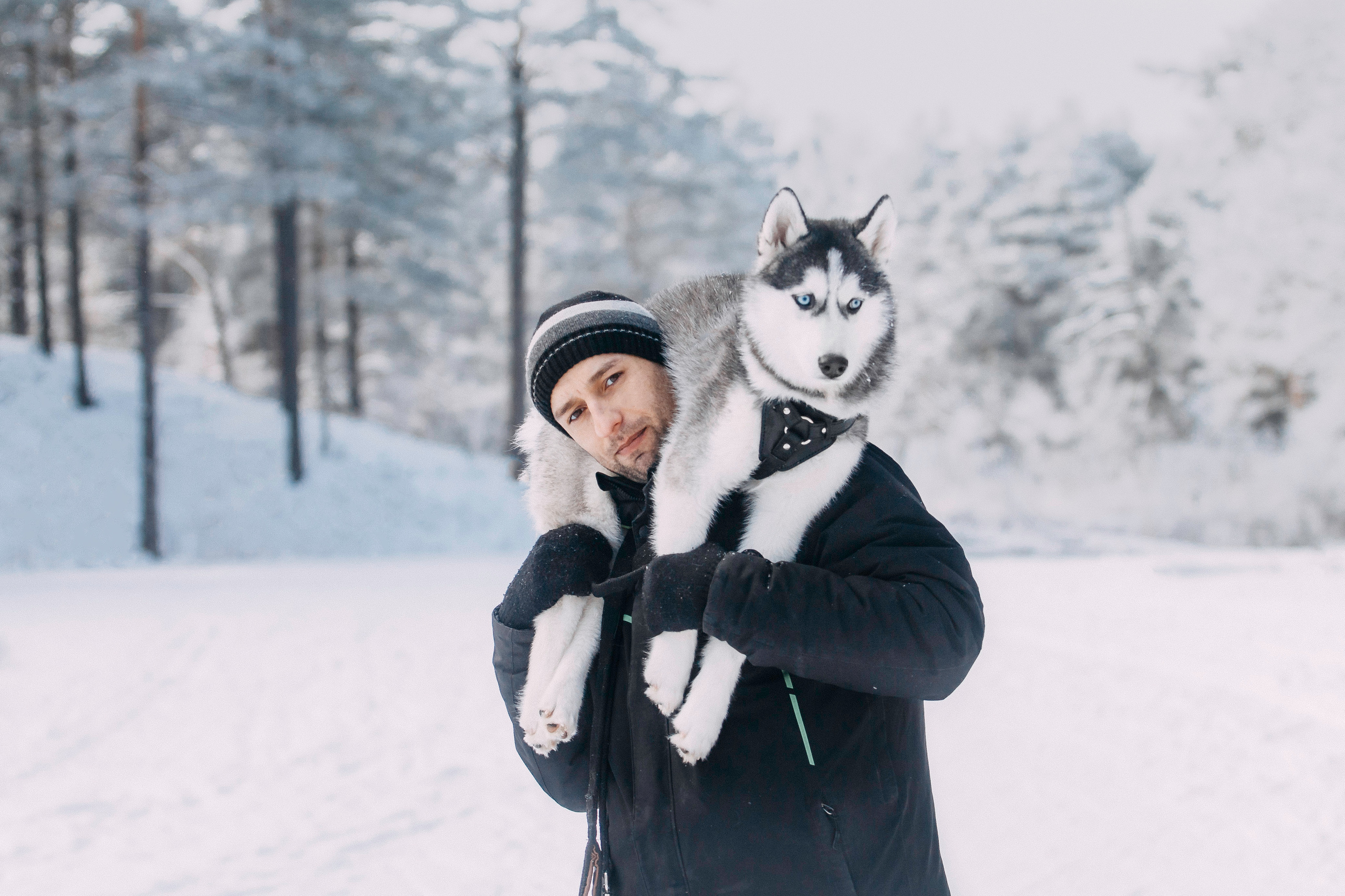 Щенок хаски Плуто. Фотограф-анималист Наталия Чистюхина в г. Сосновый Бор и ЛО