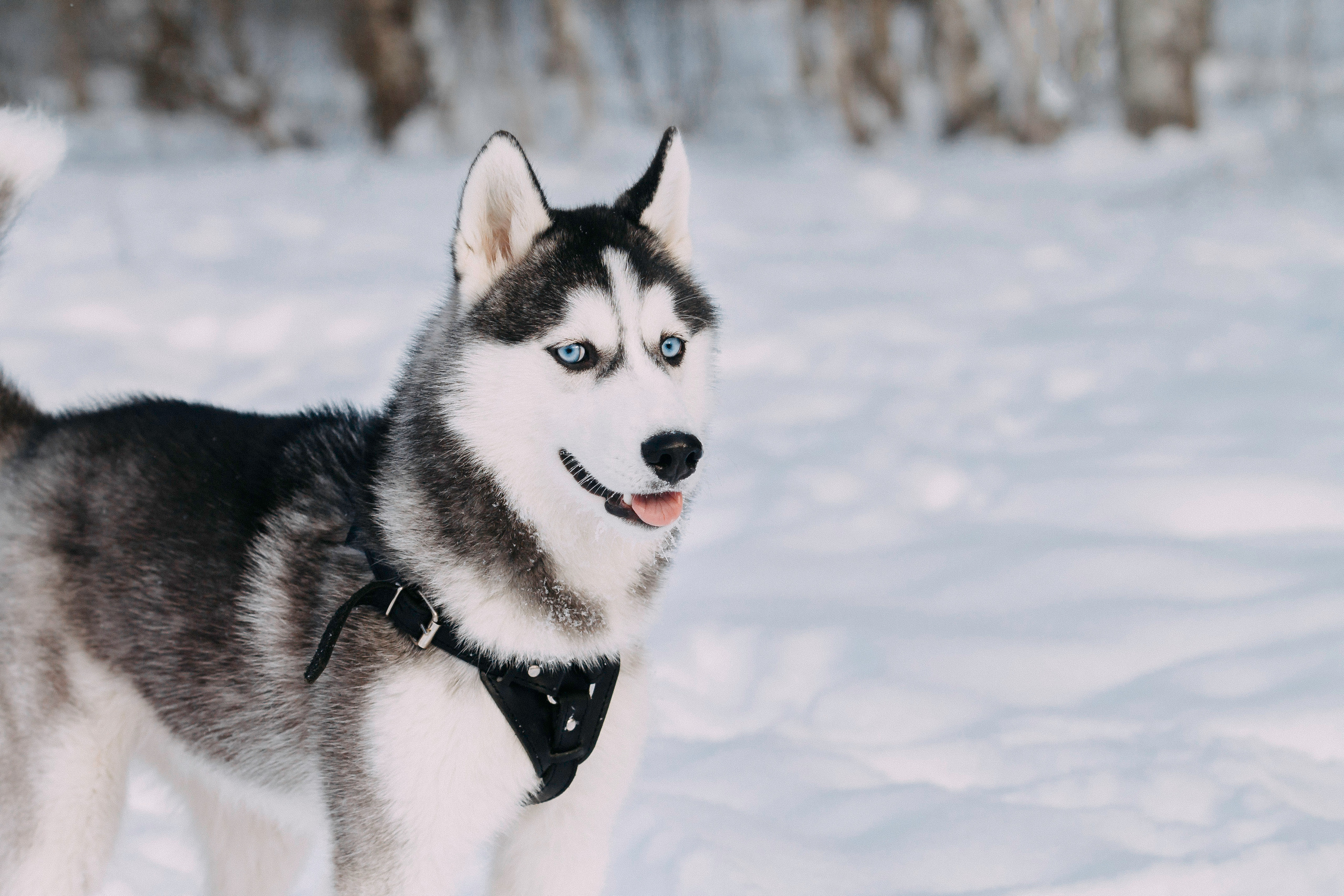 Щенок хаски Плуто. Фотограф-анималист Наталия Чистюхина в г. Сосновый Бор и ЛО