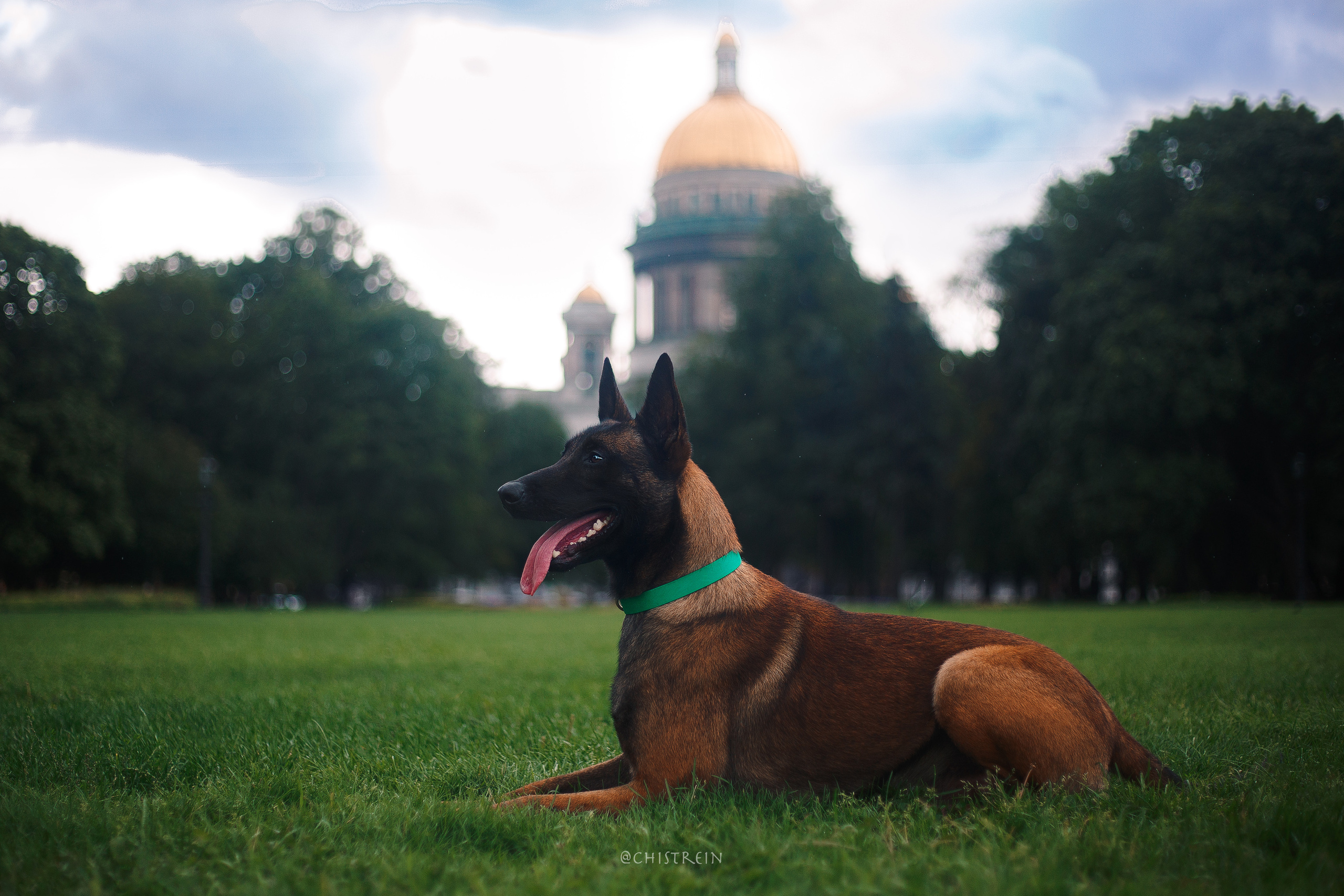 Малинуа Рики. Фотограф-анималист Наталия Чистюхина в г. Сосновый Бор и ЛО