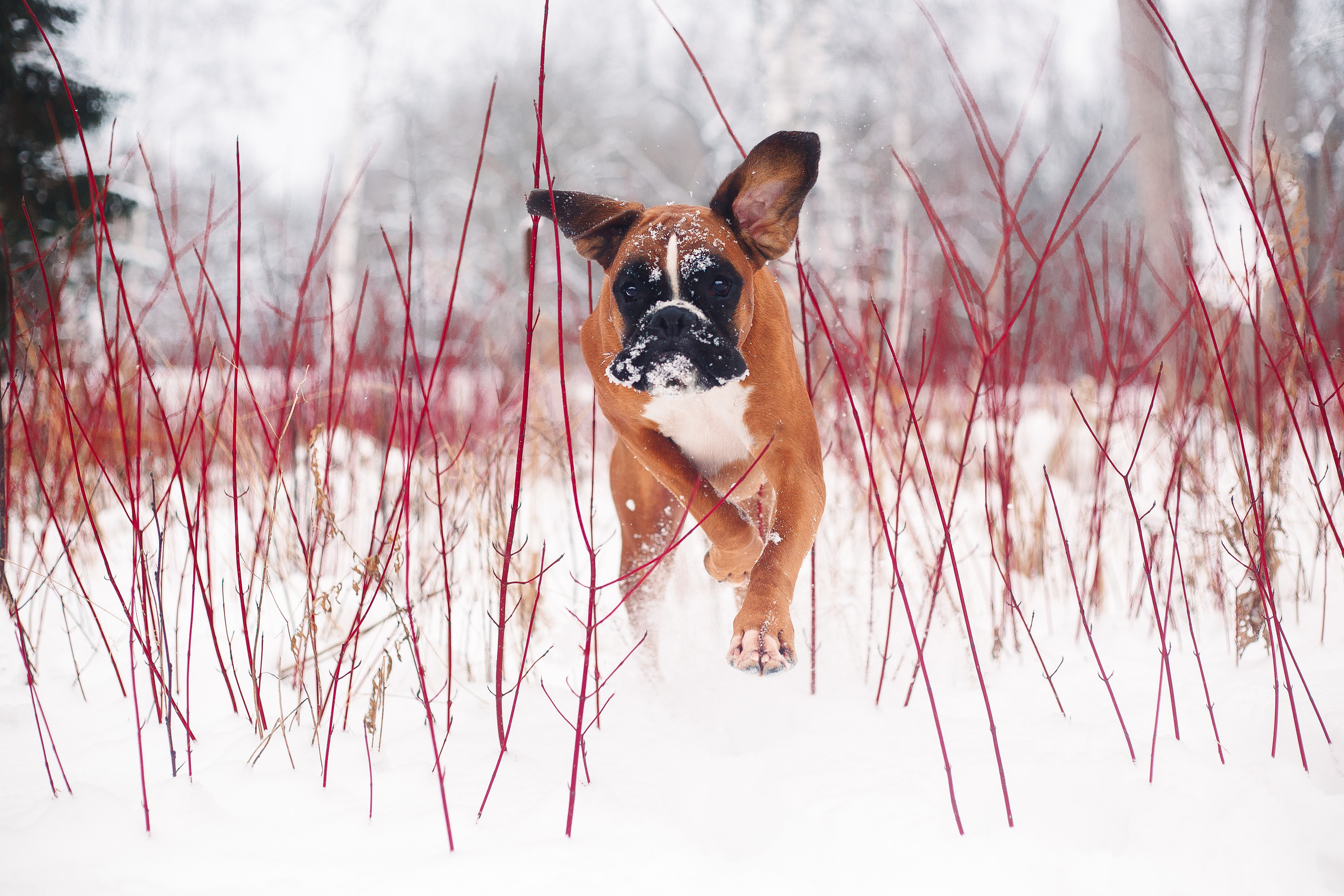 Алина, Саша и боксер Златан. Фотограф-анималист Наталия Чистюхина в г. Сосновый Бор и ЛО