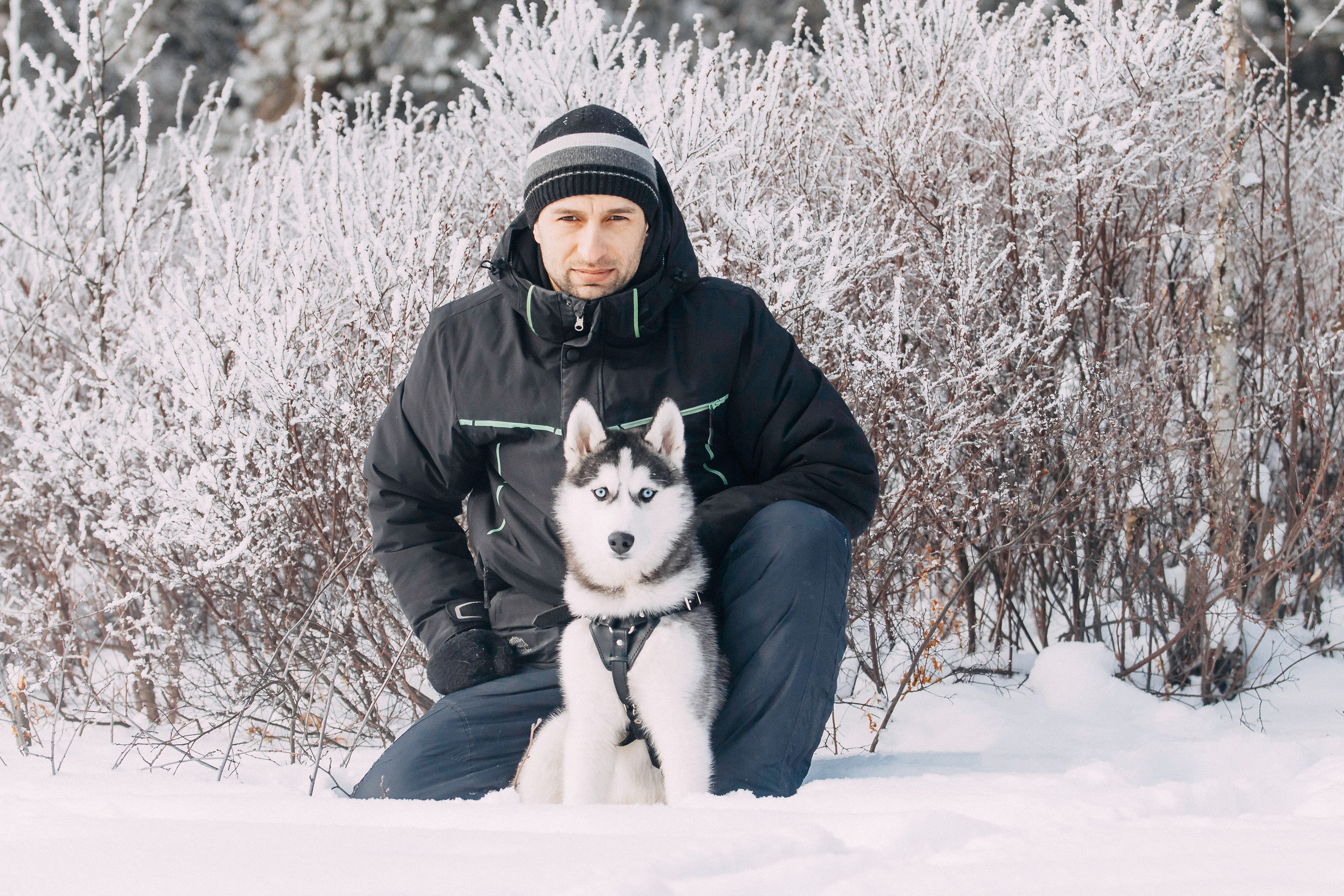 Щенок хаски Плуто. Фотограф-анималист Наталия Чистюхина в г. Сосновый Бор и ЛО