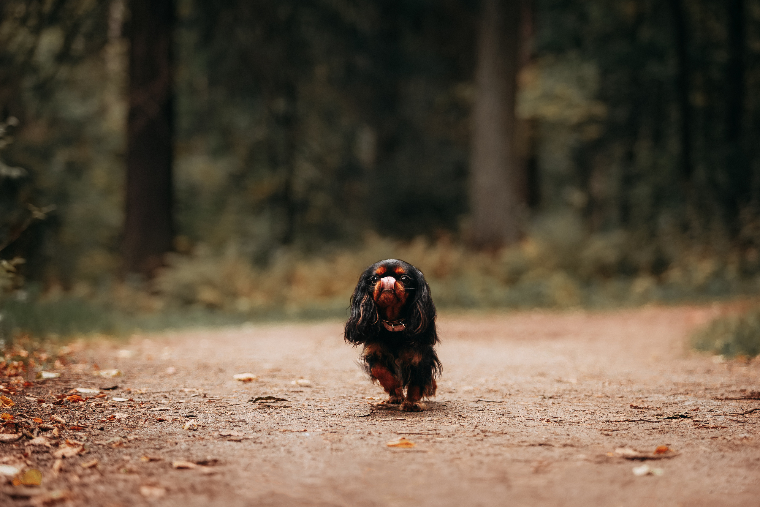 Шуваловский парк. Фотограф-анималист Наталия Чистюхина в г. Сосновый Бор и ЛО