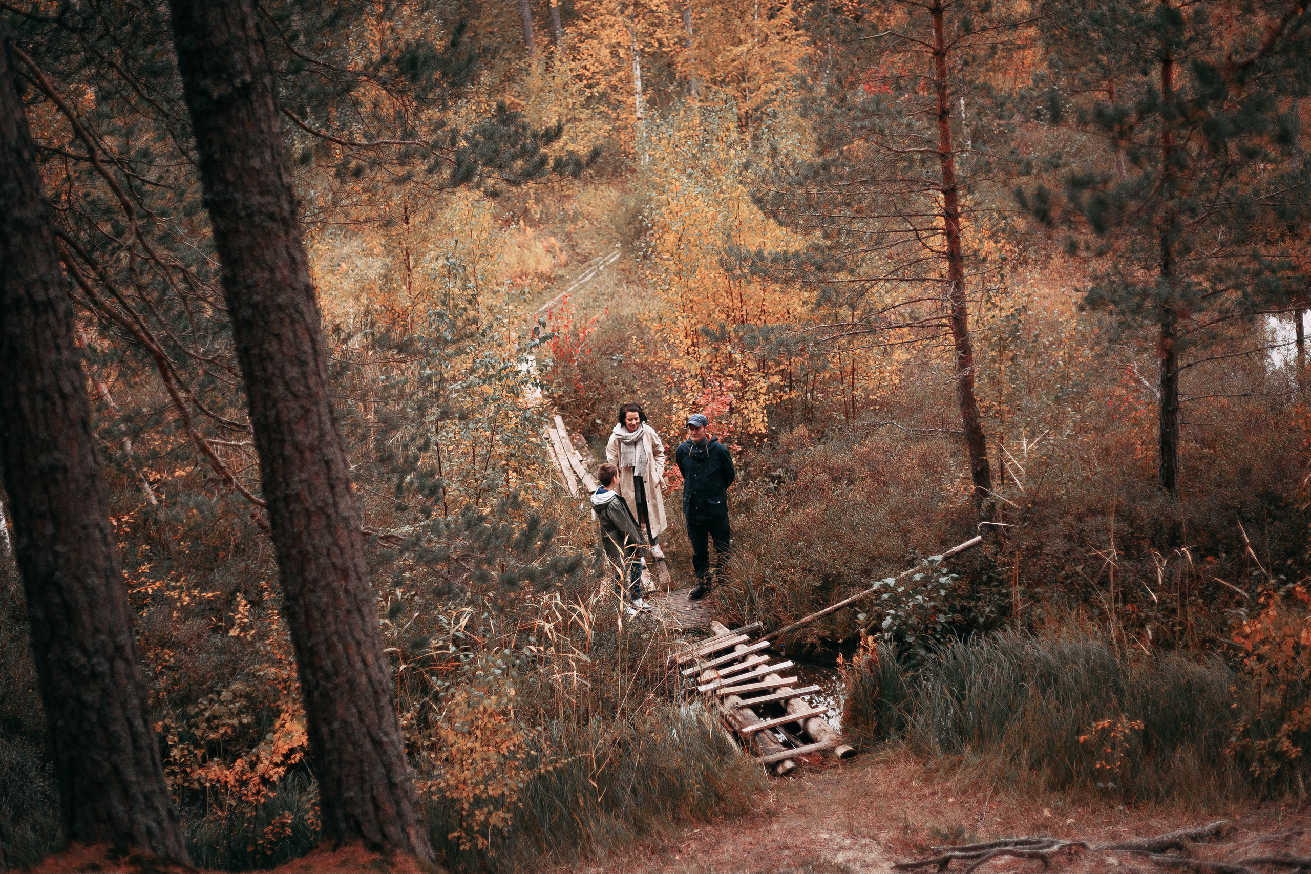 Осенний лес в Сосновом Бору. Фотограф-анималист Наталия Чистюхина в г. Сосновый Бор и ЛО