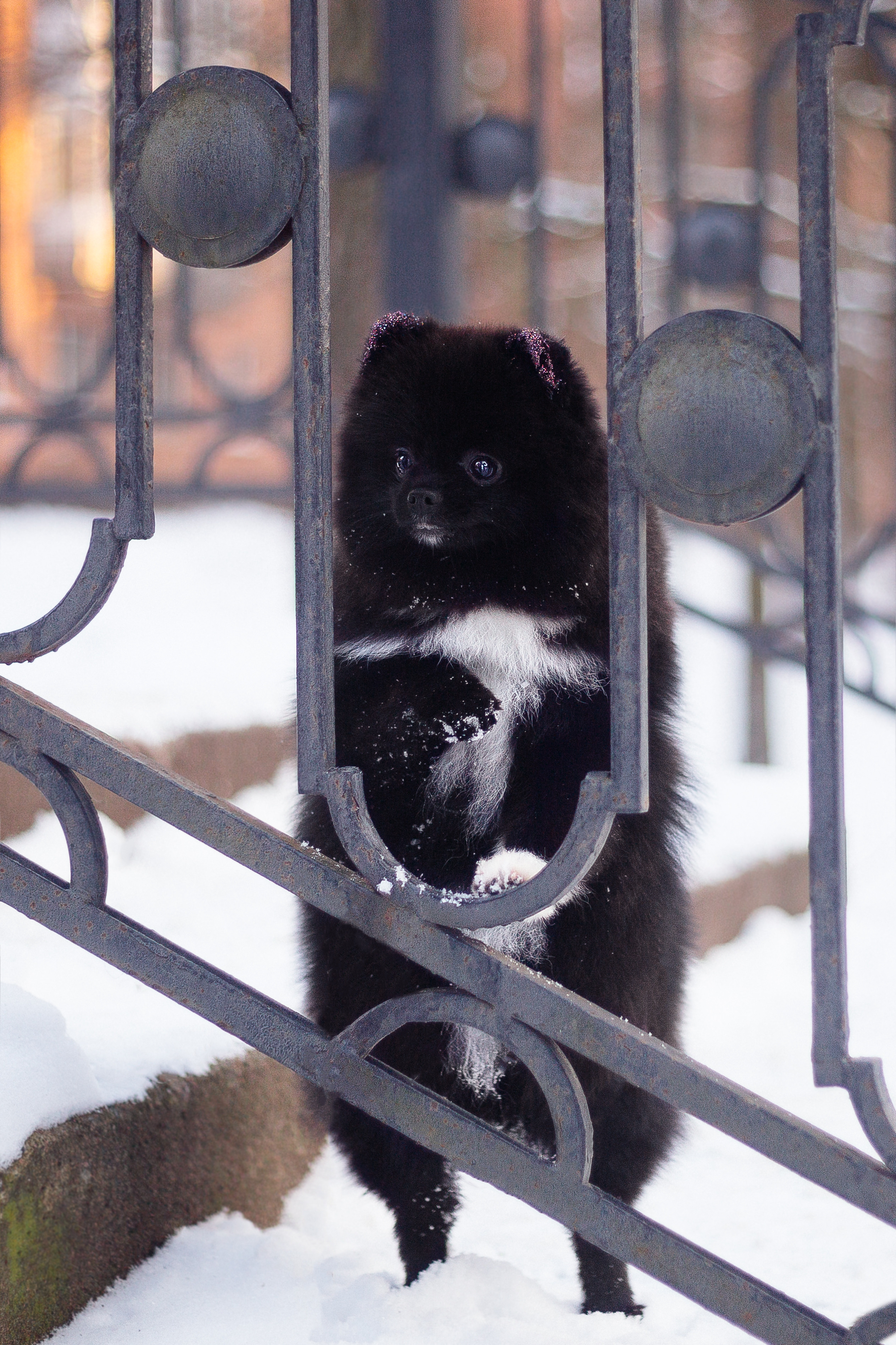 Шпиц Моника. Фотограф-анималист Наталия Чистюхина в г. Сосновый Бор и ЛО