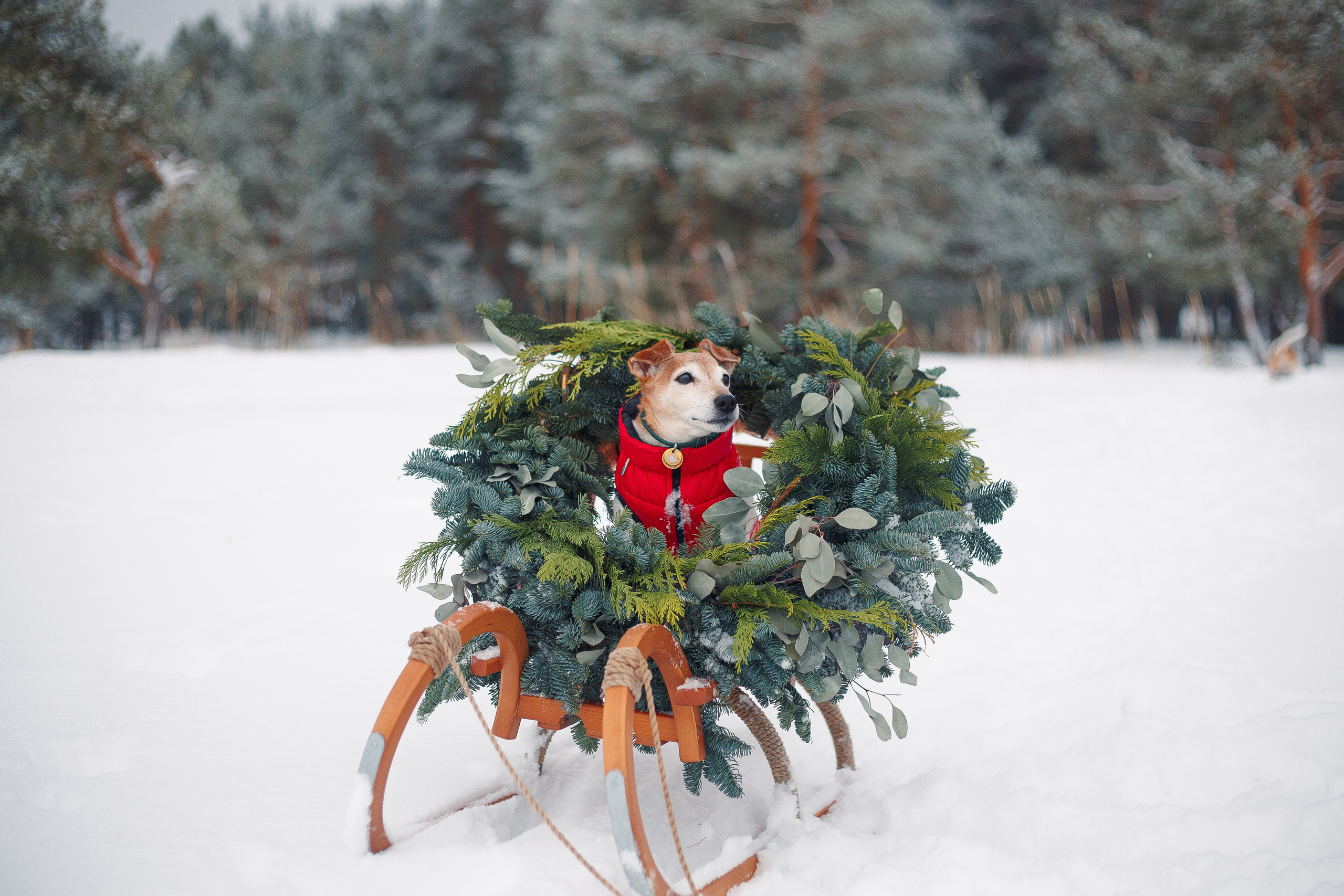Дана, Варя, Анфиса и Миша в Ручьях. Фотограф-анималист Наталия Чистюхина в г. Сосновый Бор и ЛО