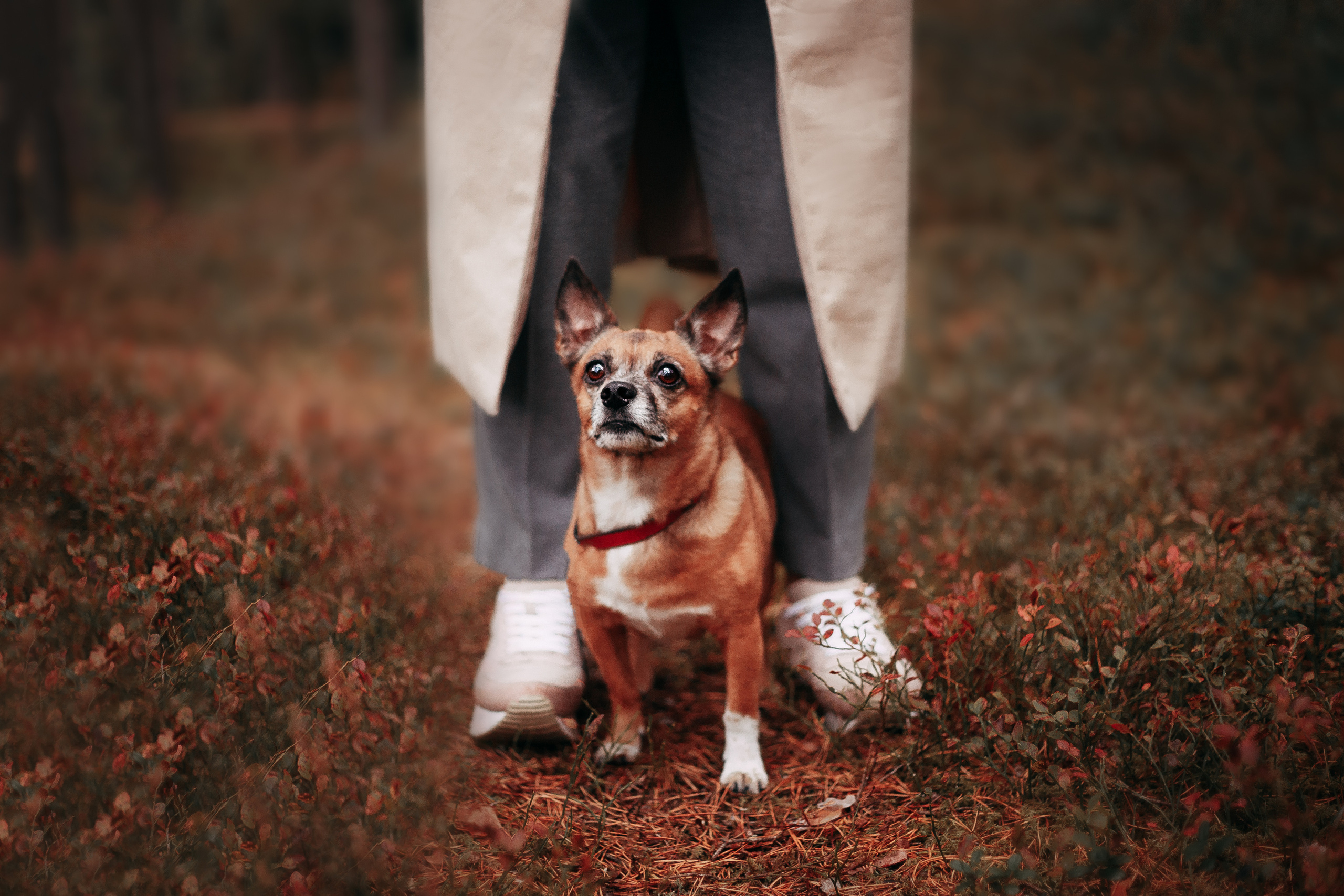 Осенний лес в Сосновом Бору. Фотограф-анималист Наталия Чистюхина в г. Сосновый Бор и ЛО