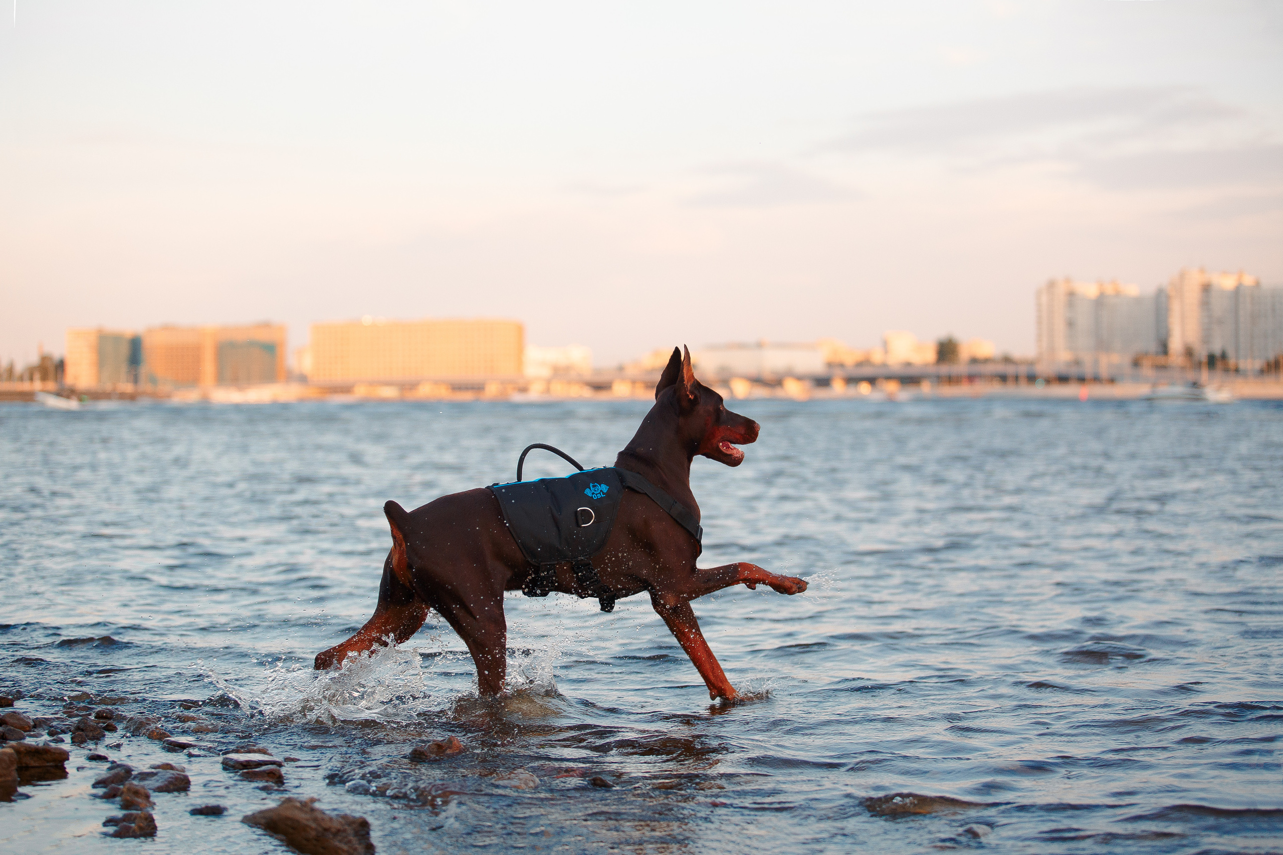 Атлас на Крестовском острове. Фотограф-анималист Наталия Чистюхина в г. Сосновый Бор и ЛО
