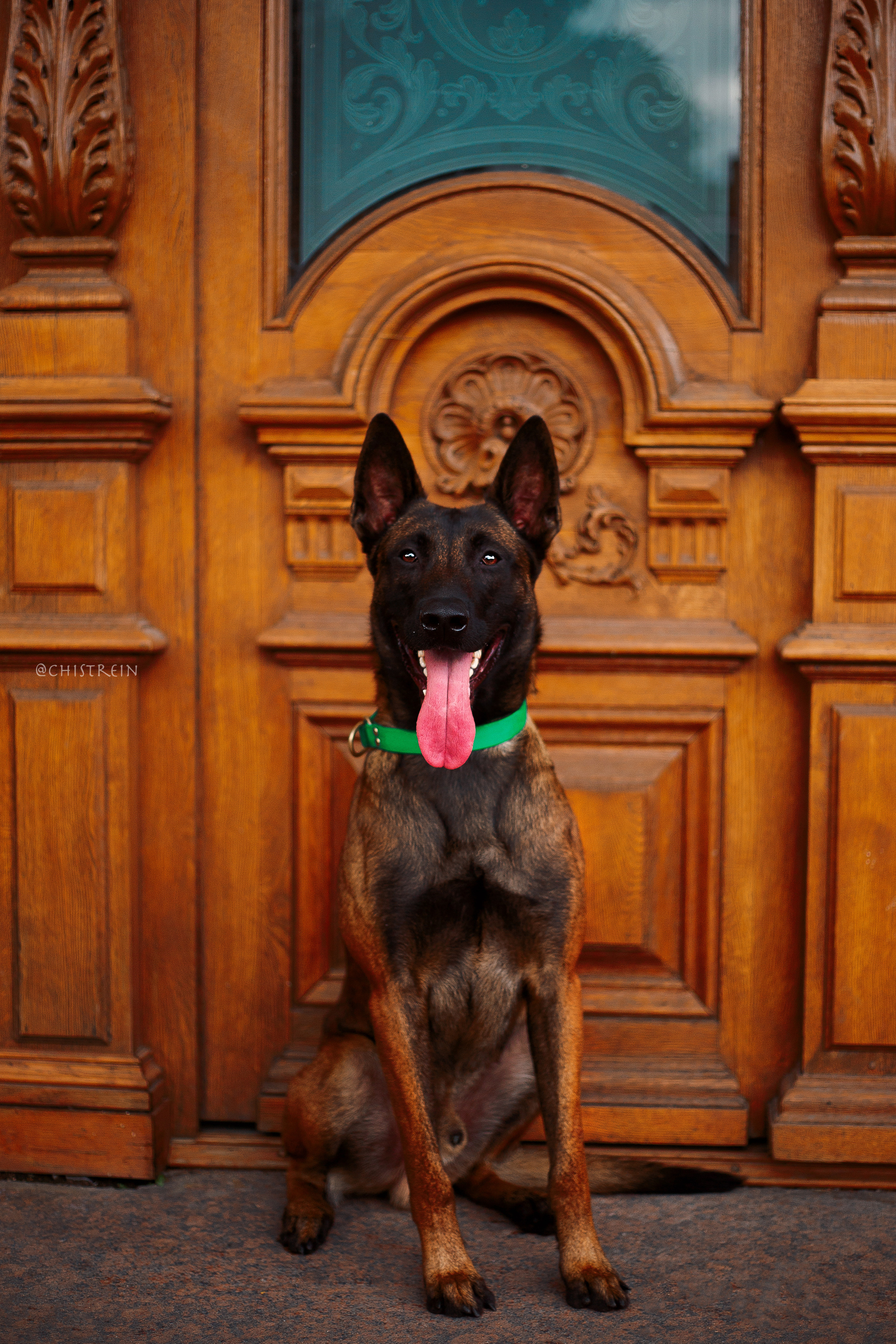 Малинуа Рики. Фотограф-анималист Наталия Чистюхина в г. Сосновый Бор и ЛО