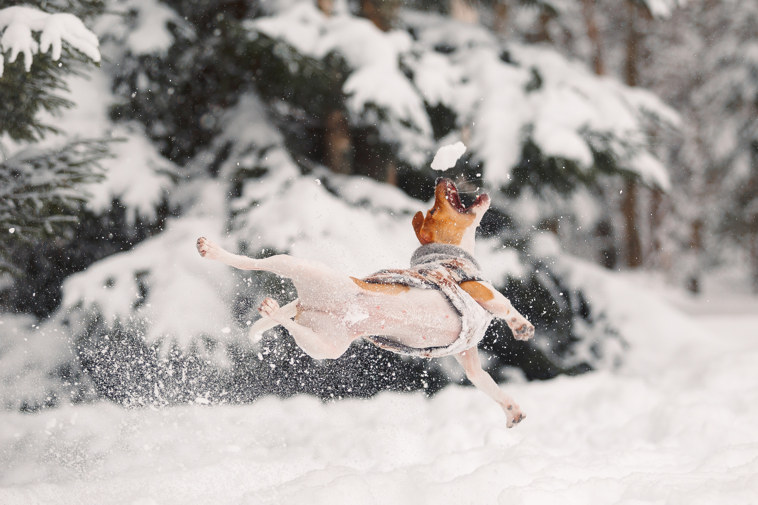 Дана, Варя, Анфиса и Миша в Ручьях. Фотограф-анималист Наталия Чистюхина в г. Сосновый Бор и ЛО