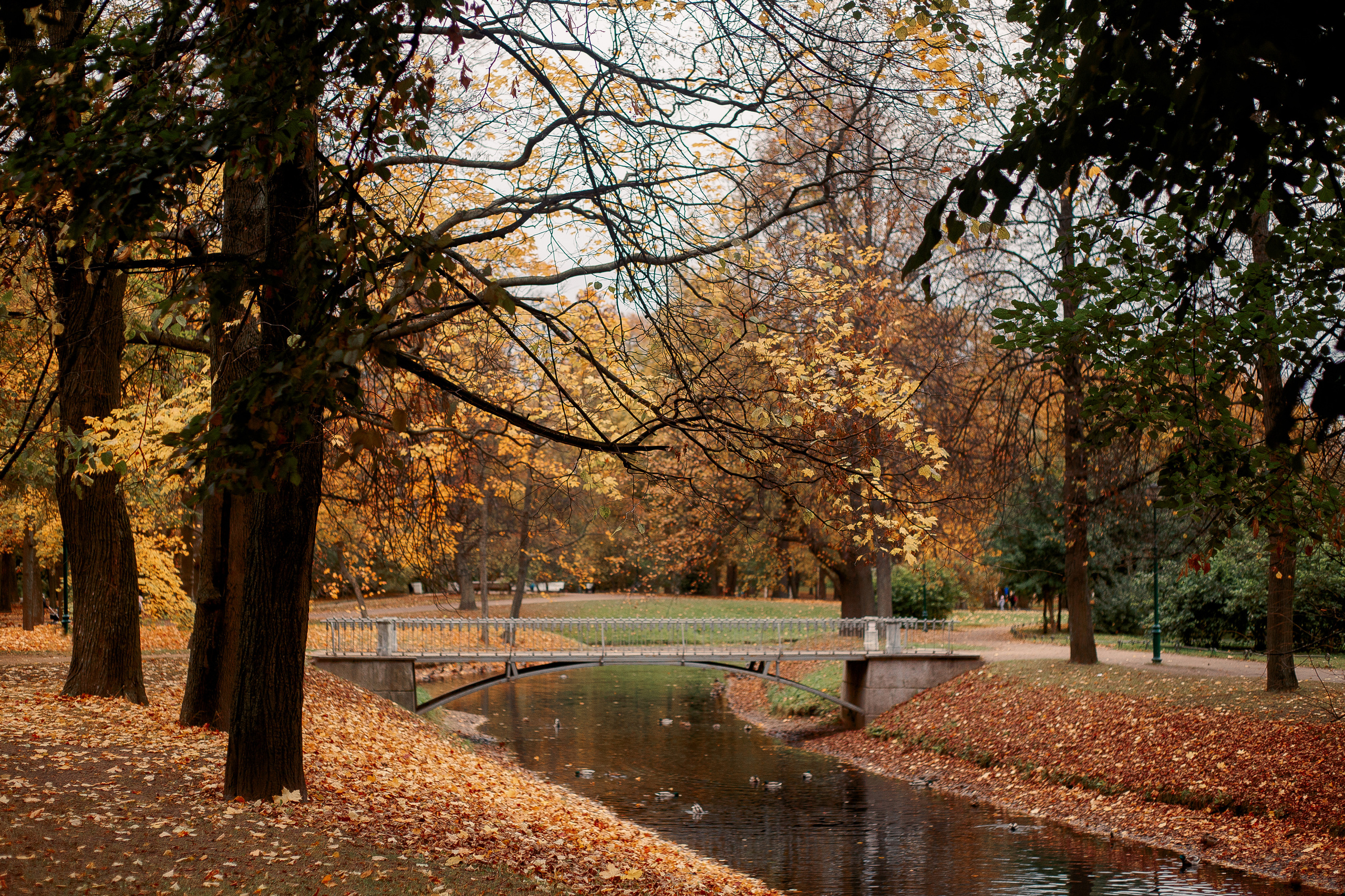Таврический сад осенью. Фотограф-анималист Наталия Чистюхина в г. Сосновый Бор и ЛО