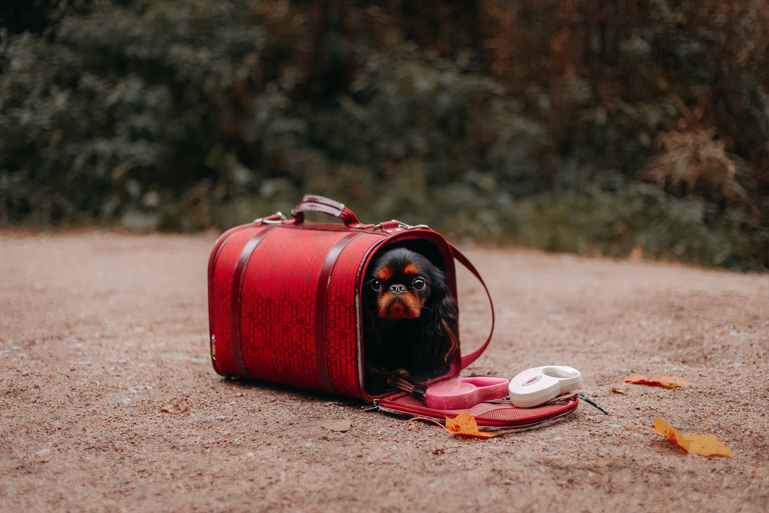Шуваловский парк. Фотограф-анималист Наталия Чистюхина в г. Сосновый Бор и ЛО