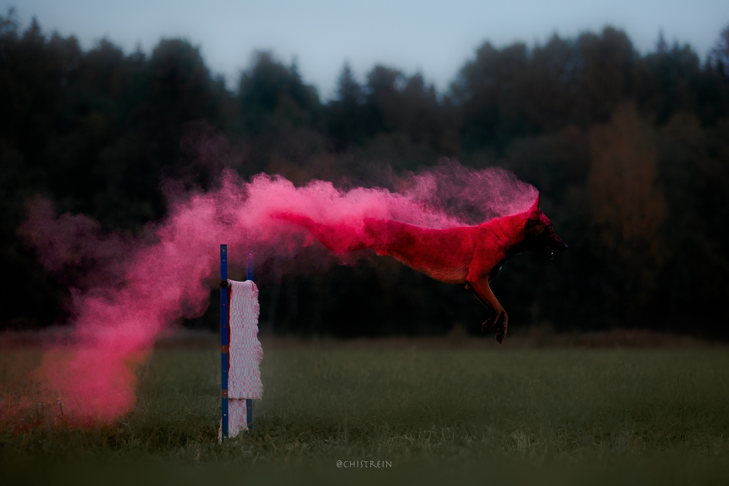 Краски холи. Малинуа Раш. Фотограф-анималист Наталия Чистюхина в г. Сосновый Бор и ЛО