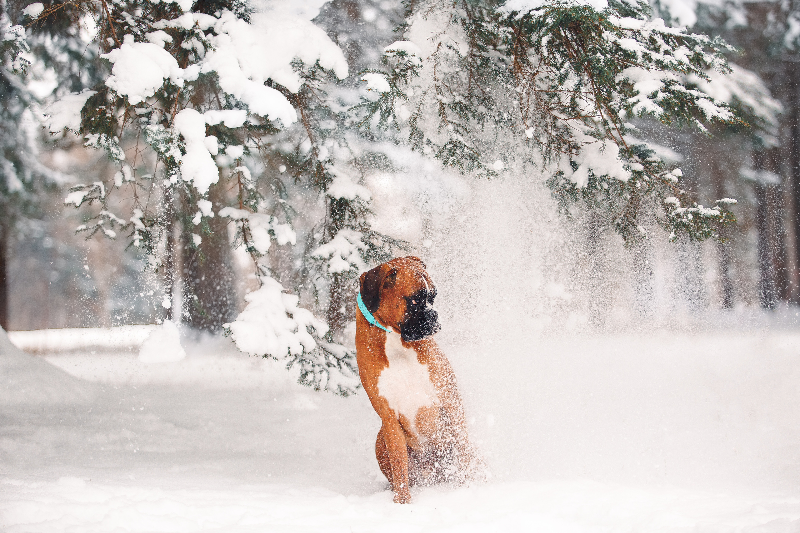 Алина, Саша и боксер Златан. Фотограф-анималист Наталия Чистюхина в г. Сосновый Бор и ЛО