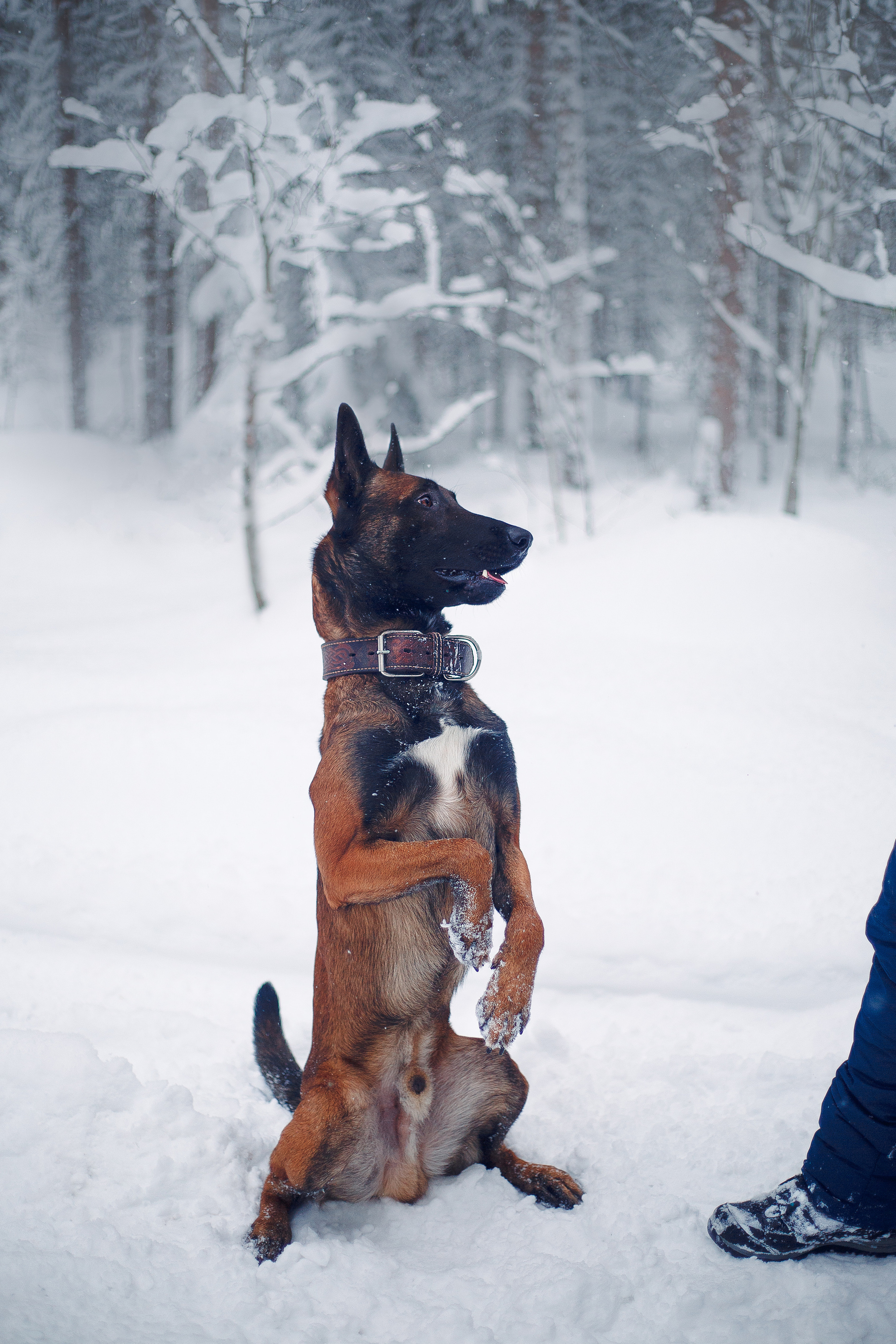 Зима и малинуа. Фотограф-анималист Наталия Чистюхина в г. Сосновый Бор и ЛО