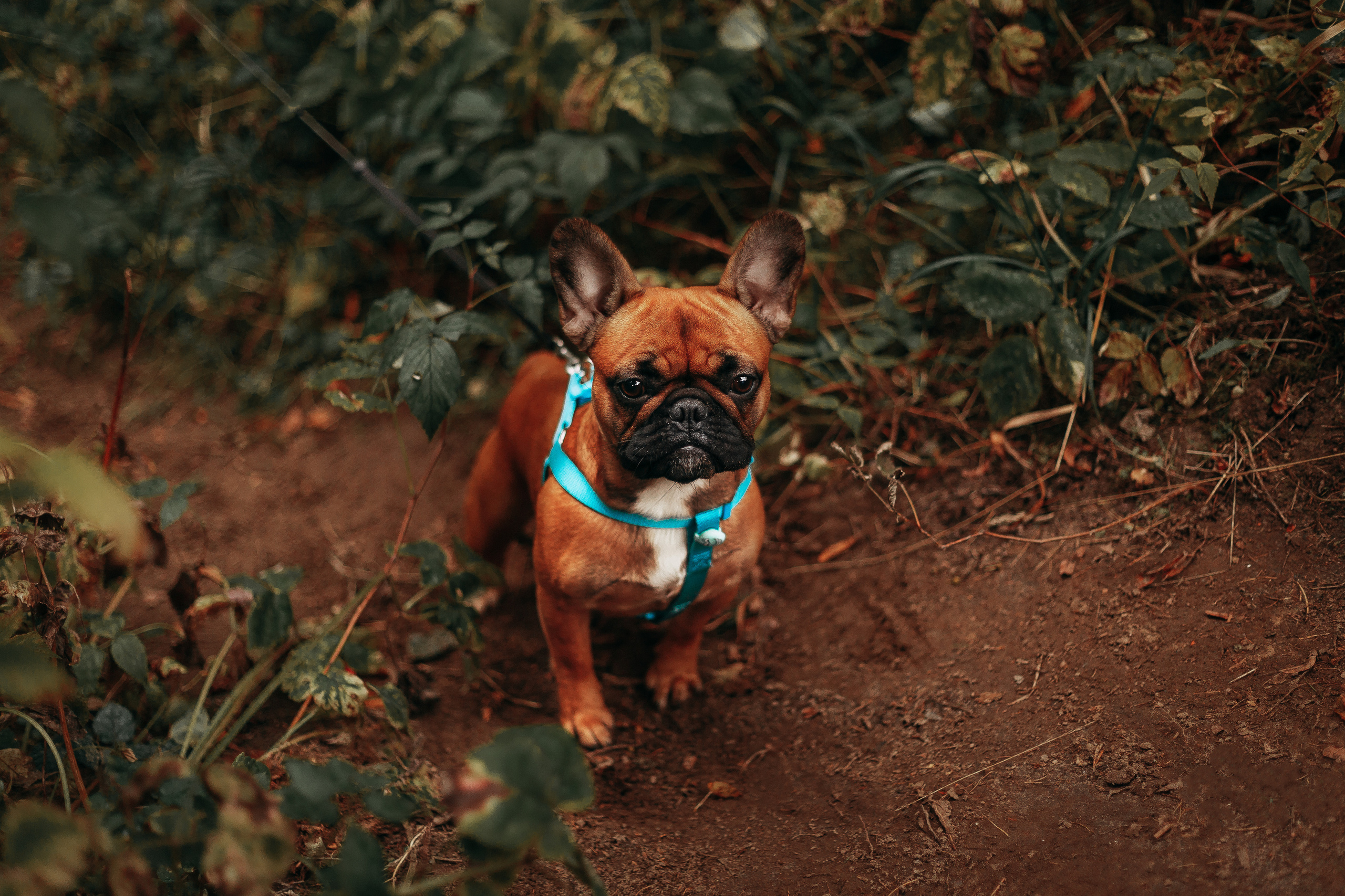 Шуваловский парк. Фотограф-анималист Наталия Чистюхина в г. Сосновый Бор и ЛО