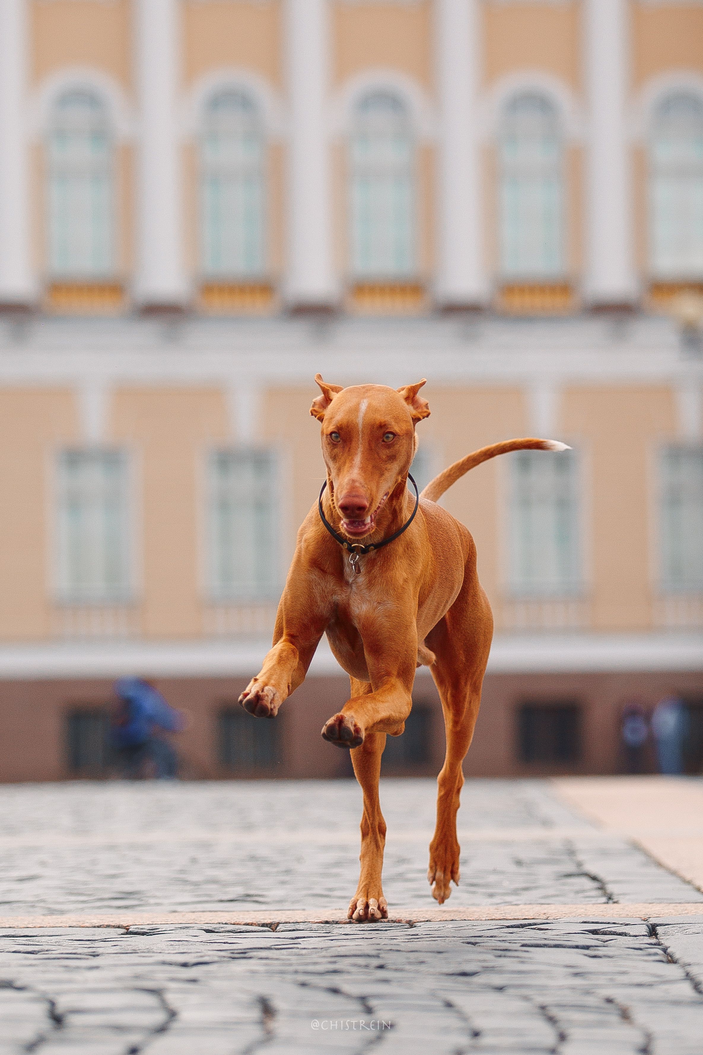Арина и Гриффин в центре Питера. Фотограф-анималист Наталия Чистюхина в г. Сосновый Бор и ЛО