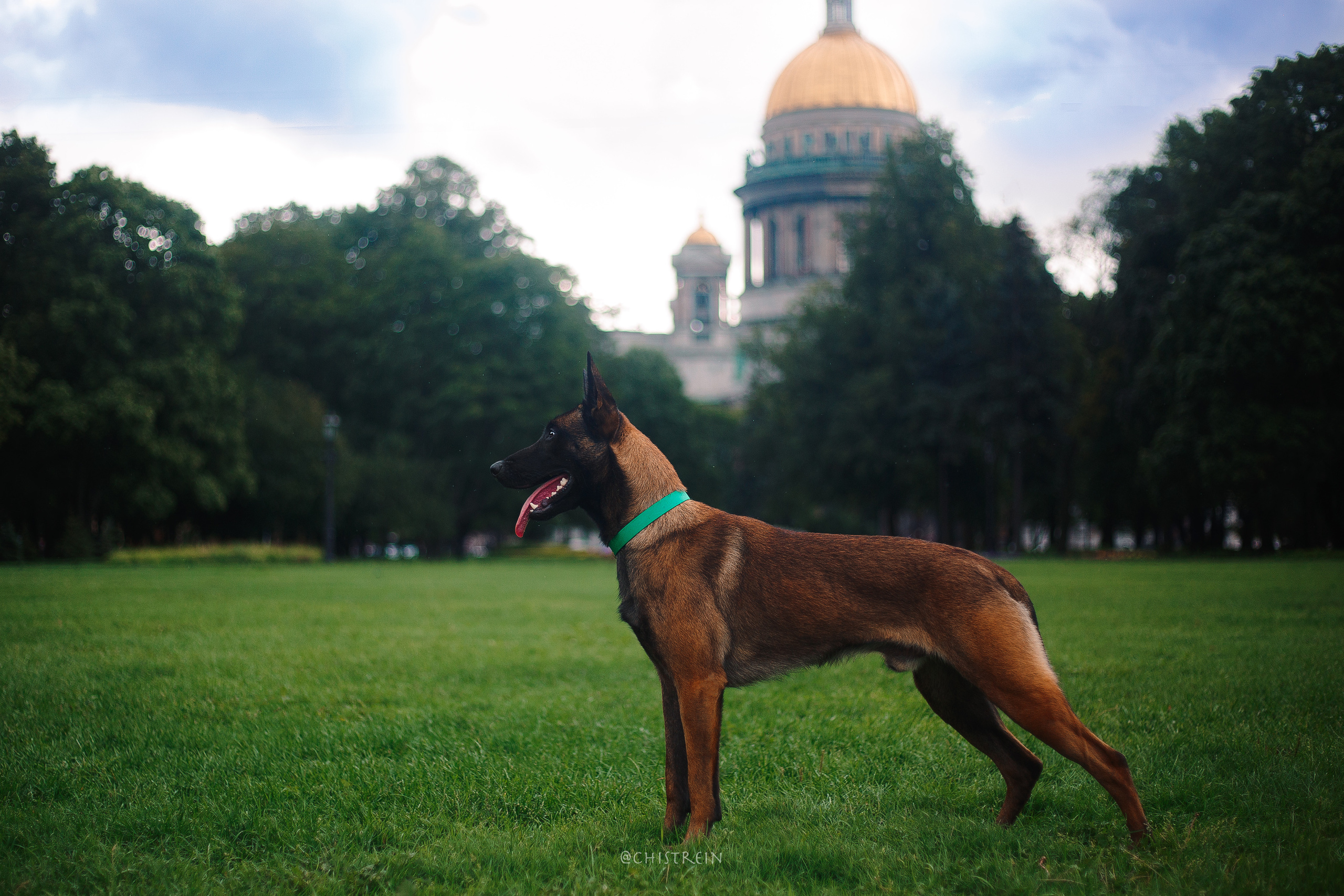 Малинуа Рики. Фотограф-анималист Наталия Чистюхина в г. Сосновый Бор и ЛО