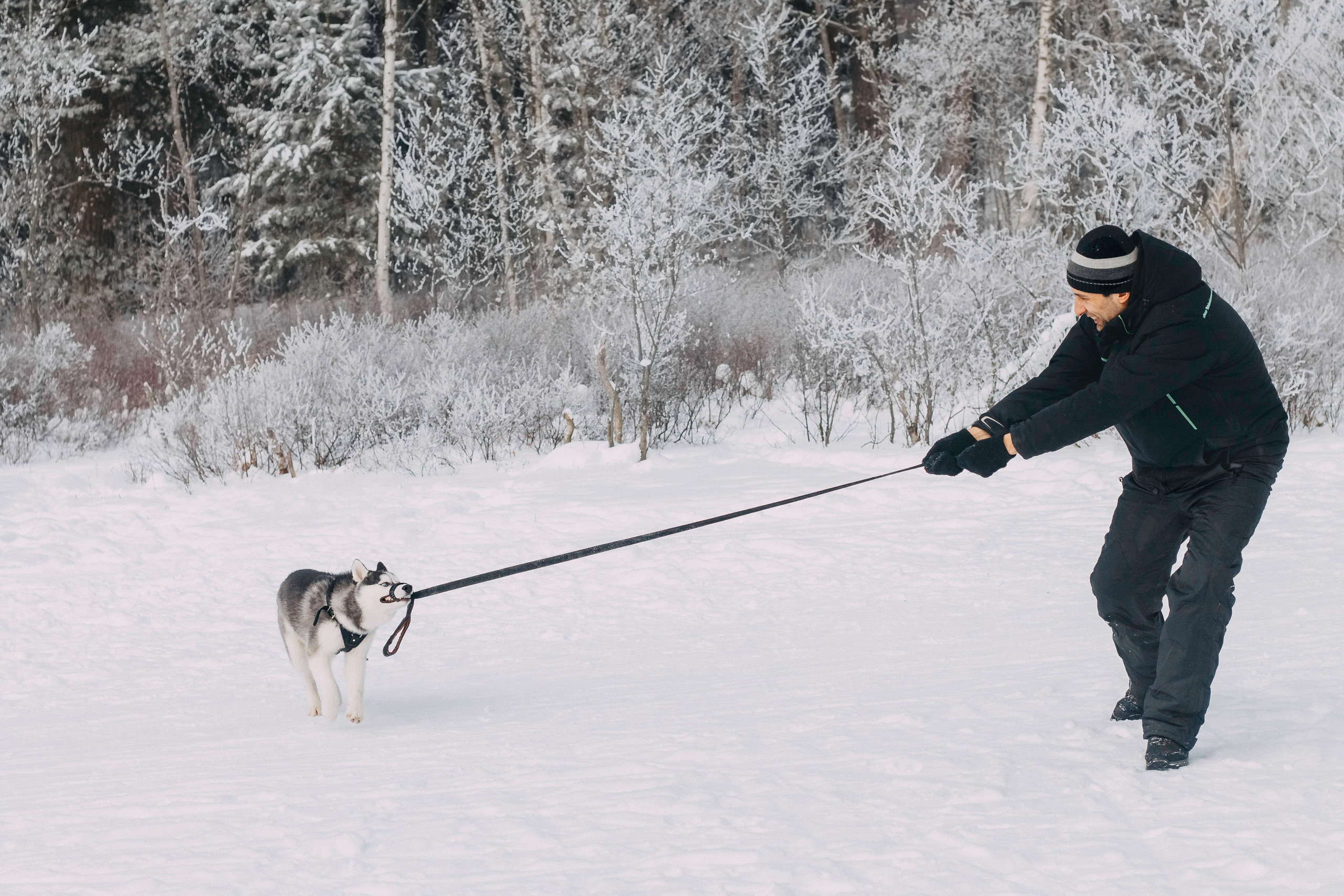 Щенок хаски Плуто. Фотограф-анималист Наталия Чистюхина в г. Сосновый Бор и ЛО