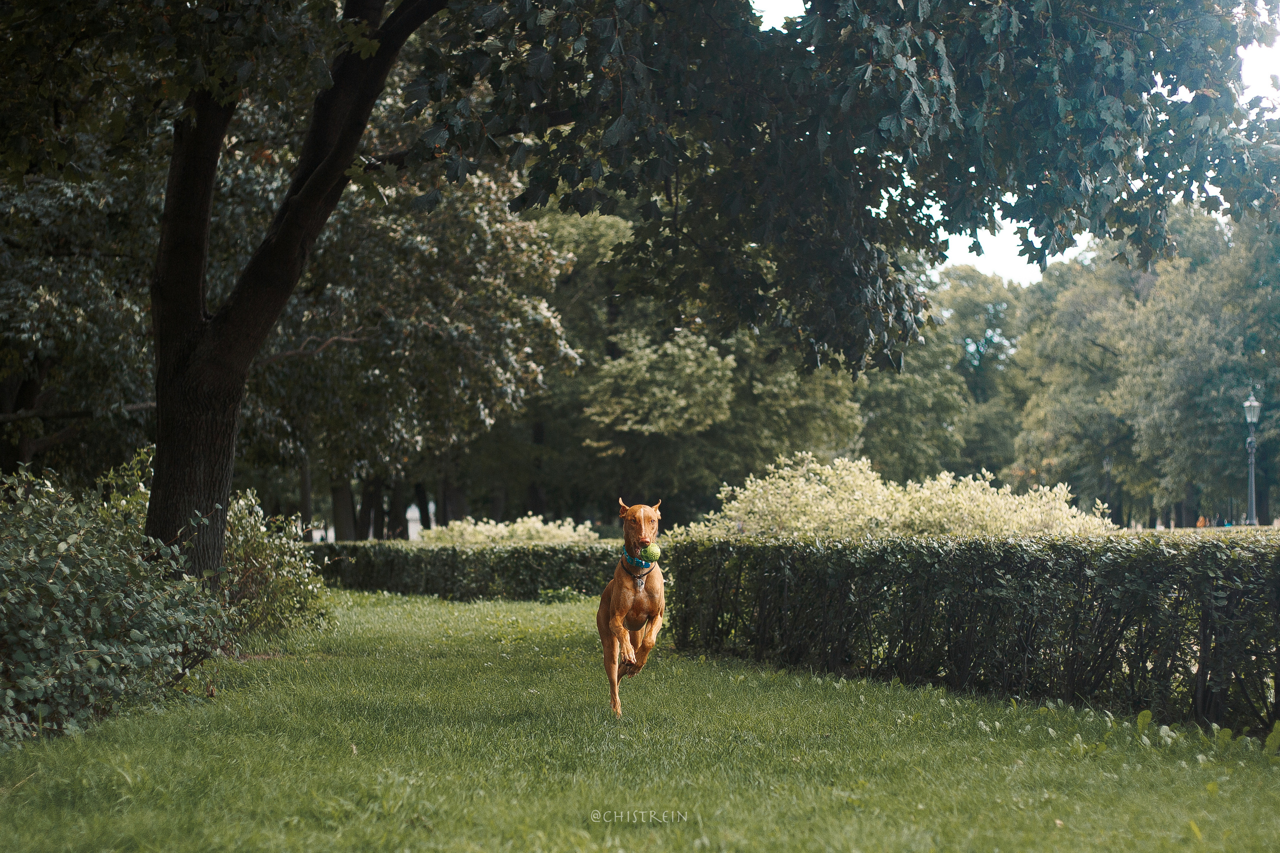 Арина и Гриффин в центре Питера. Фотограф-анималист Наталия Чистюхина в г. Сосновый Бор и ЛО