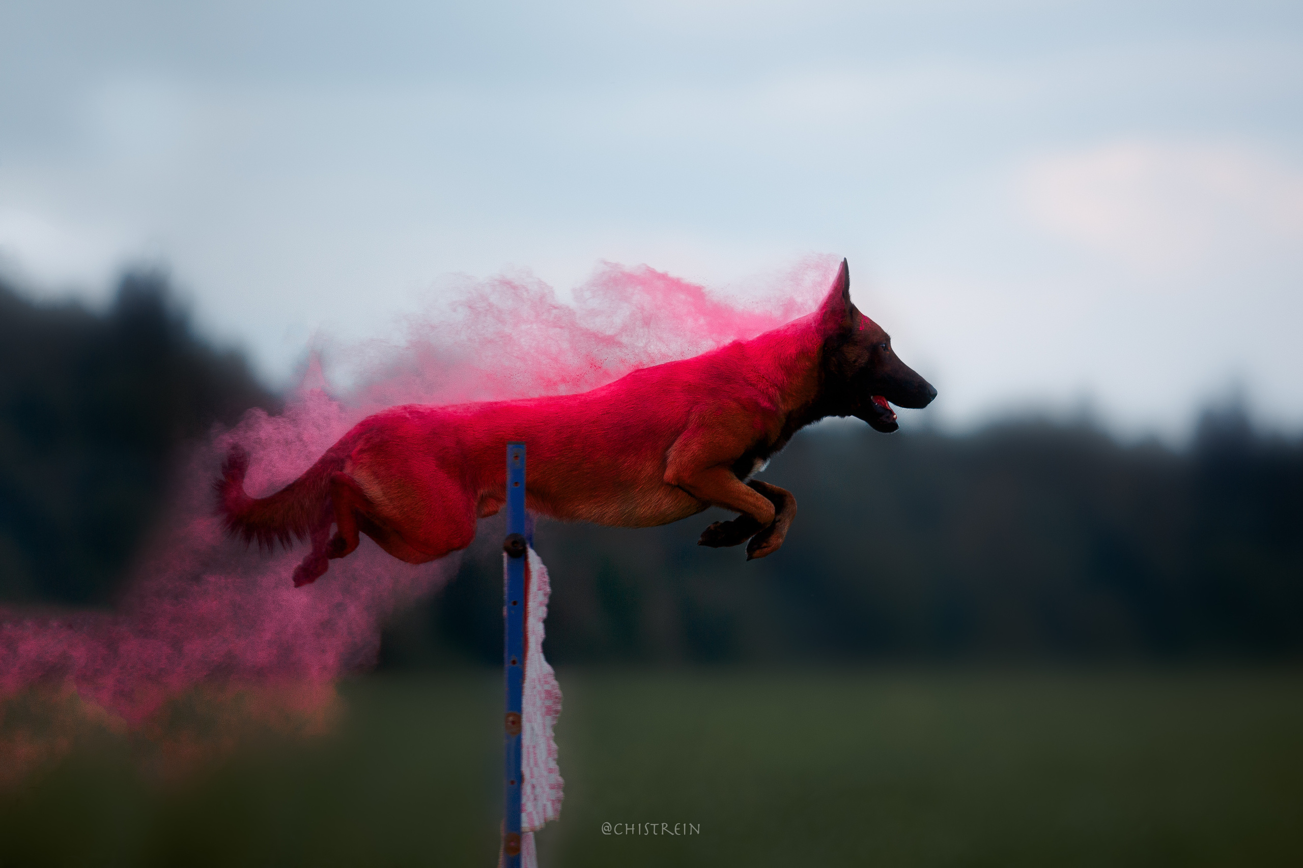 Краски холи. Малинуа Раш. Фотограф-анималист Наталия Чистюхина в г. Сосновый Бор и ЛО