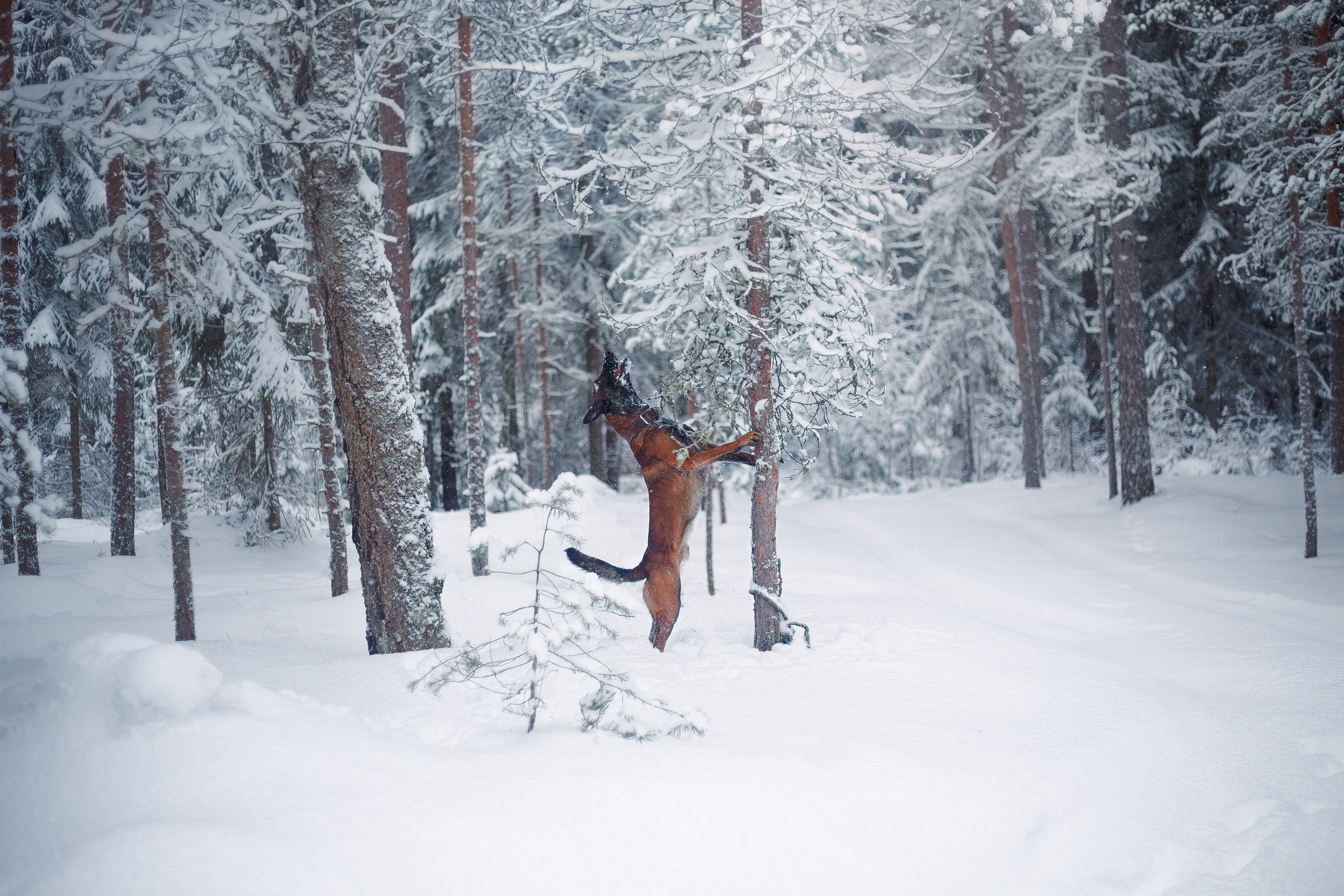 Зима и малинуа. Фотограф-анималист Наталия Чистюхина в г. Сосновый Бор и ЛО