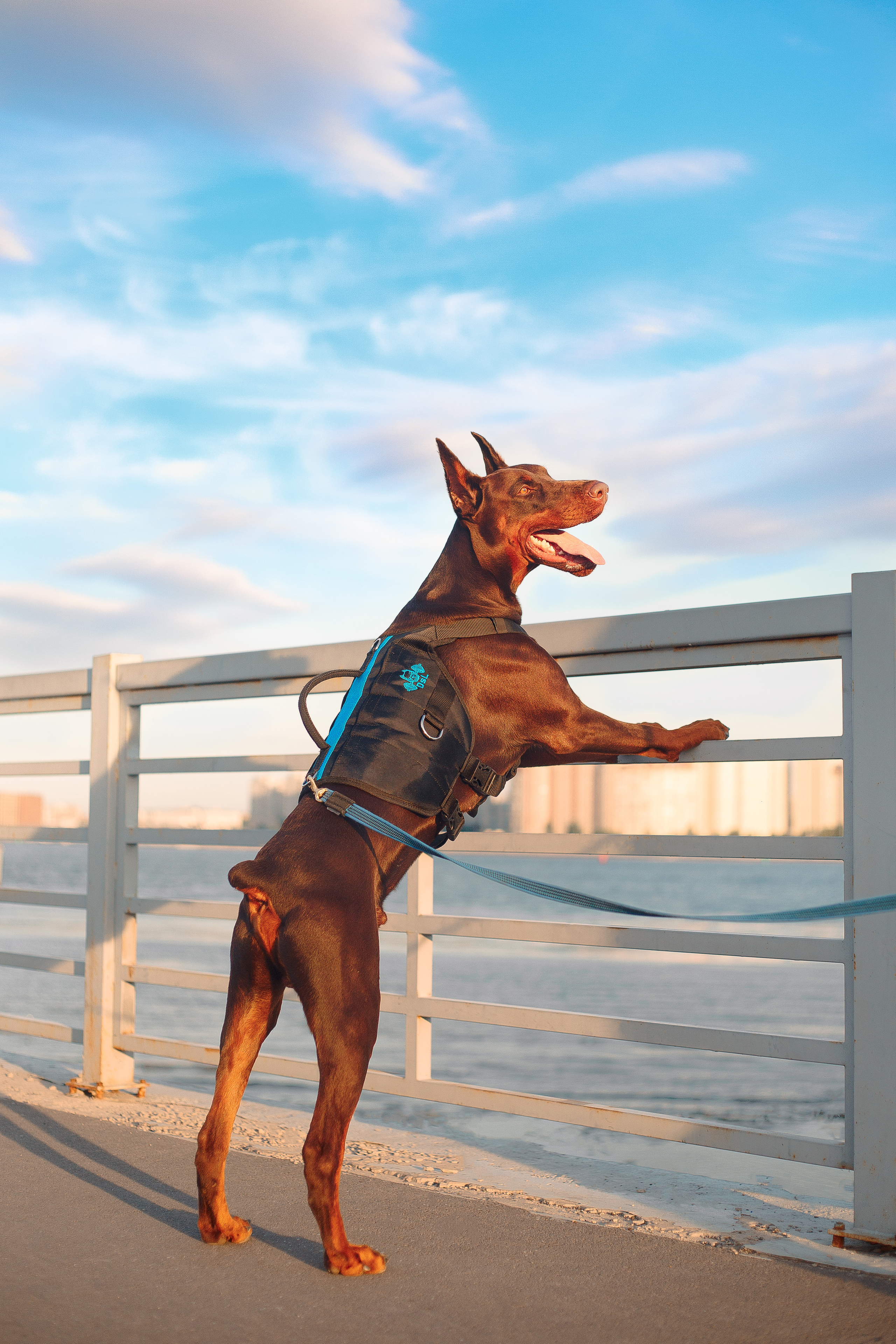 Атлас на Крестовском острове. Фотограф-анималист Наталия Чистюхина в г. Сосновый Бор и ЛО