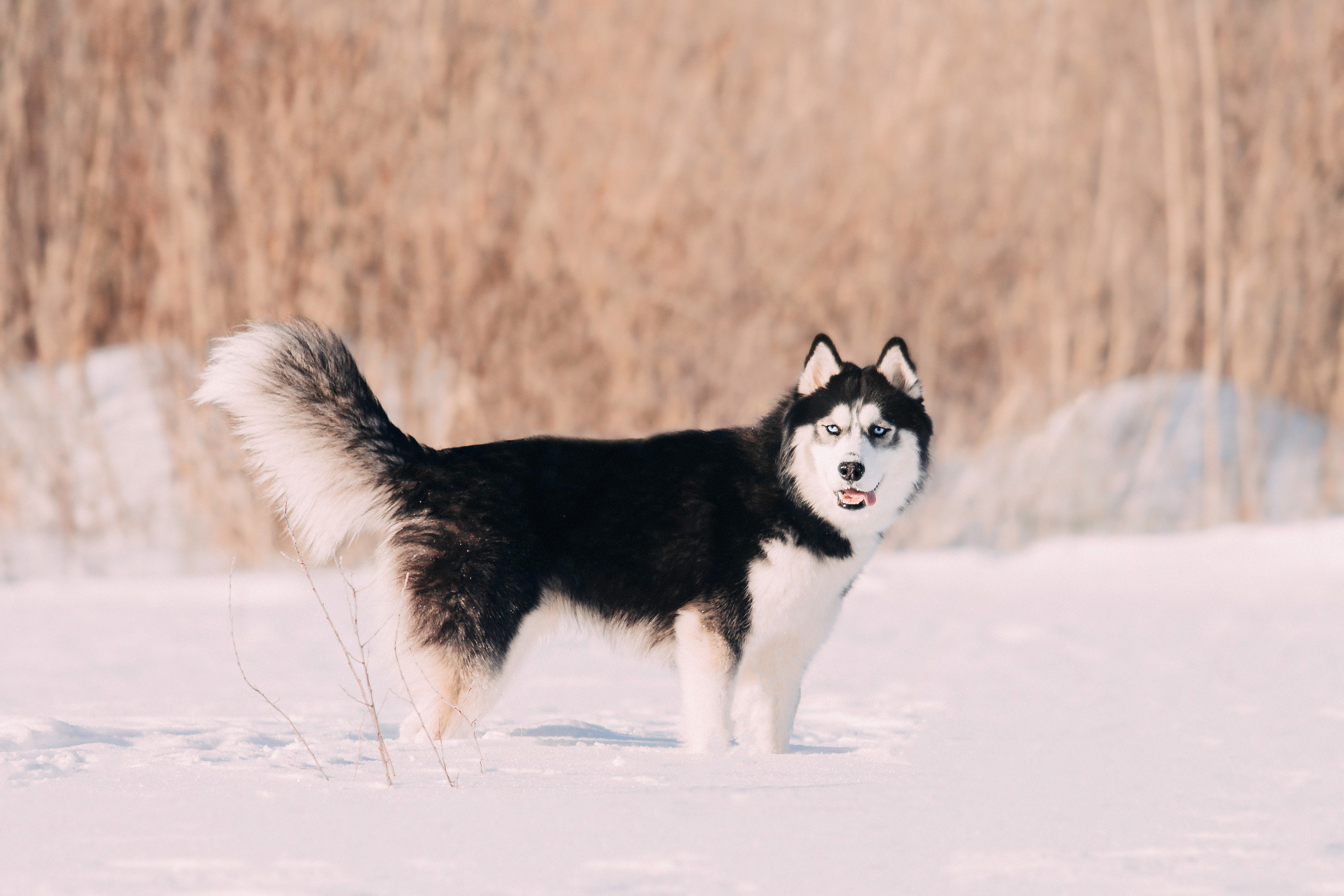 После ЗАГСА. Фотограф-анималист Наталия Чистюхина в г. Сосновый Бор и ЛО