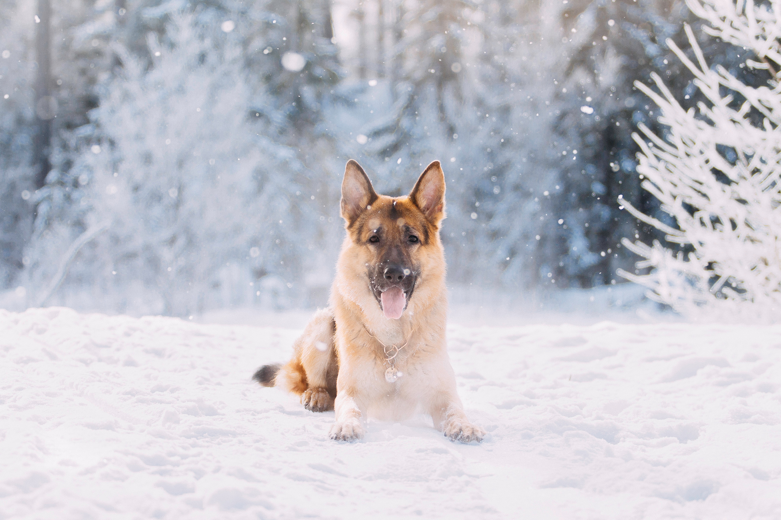 Щенок хаски Плуто. Фотограф-анималист Наталия Чистюхина в г. Сосновый Бор и ЛО