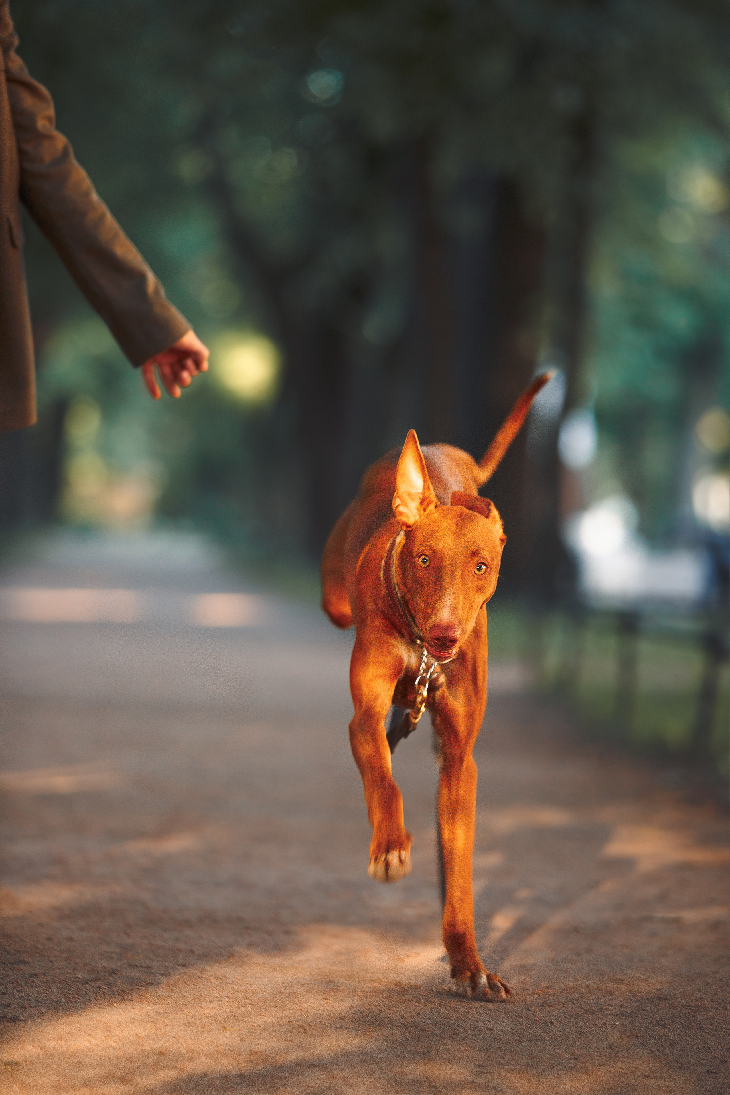 Оля и Шила в центре. Фотограф-анималист Наталия Чистюхина в г. Сосновый Бор и ЛО