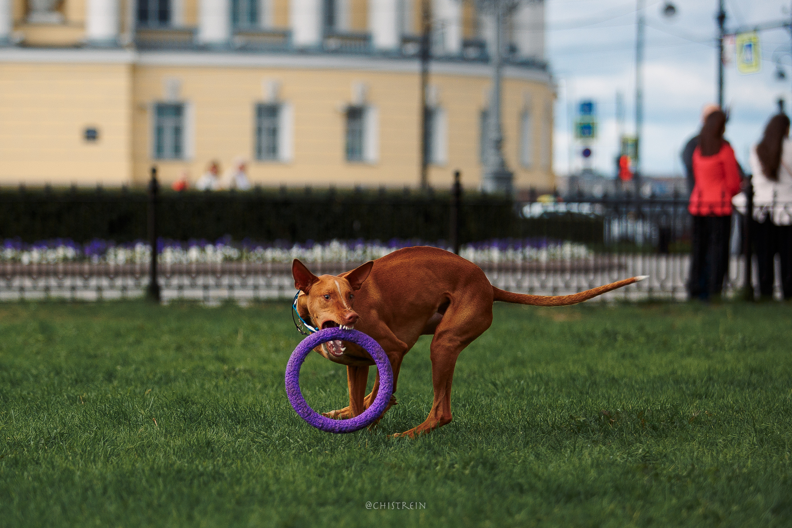 Арина и Гриффин в центре Питера. Фотограф-анималист Наталия Чистюхина в г. Сосновый Бор и ЛО