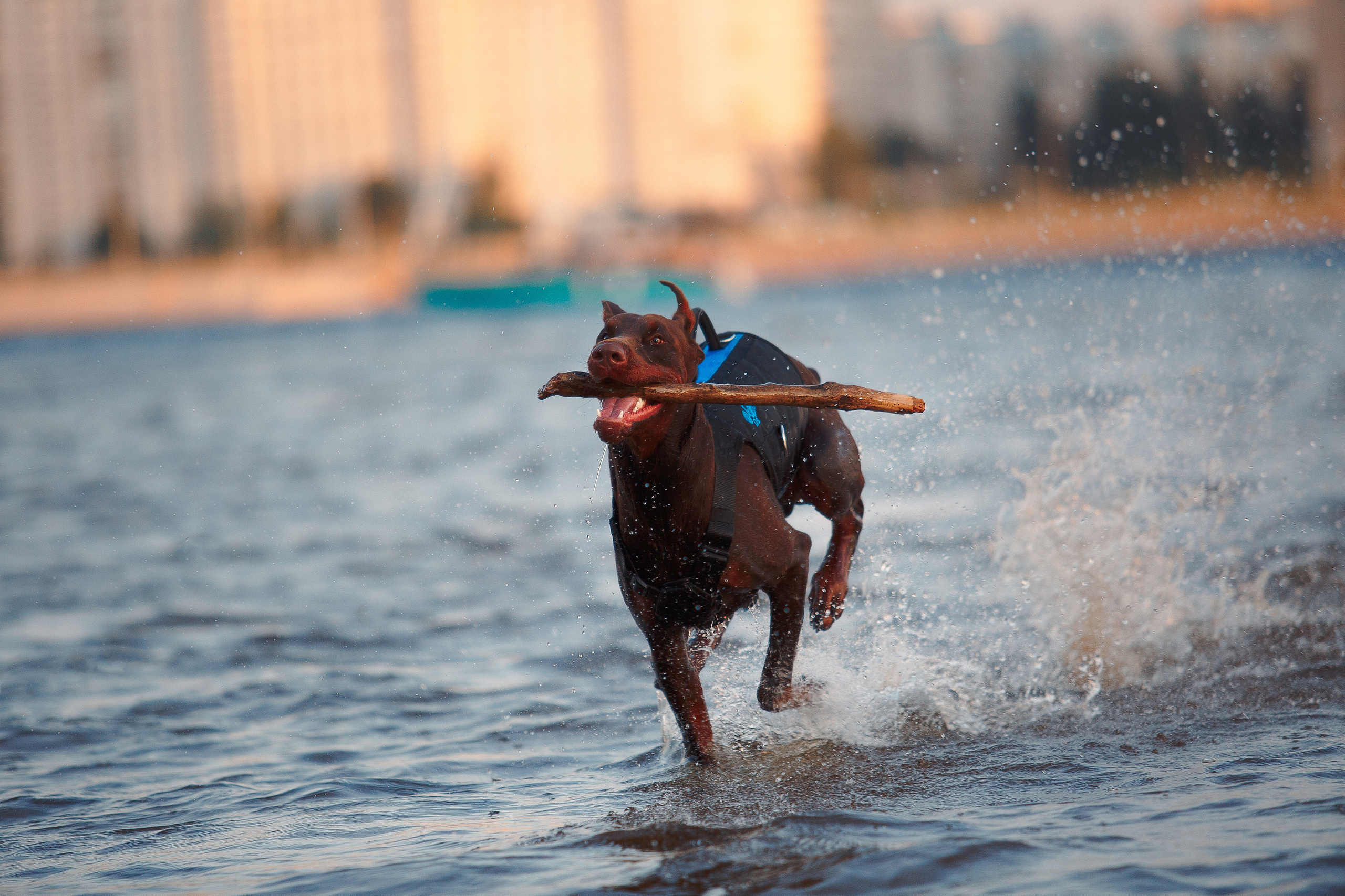 Атлас на Крестовском острове. Фотограф-анималист Наталия Чистюхина в г. Сосновый Бор и ЛО