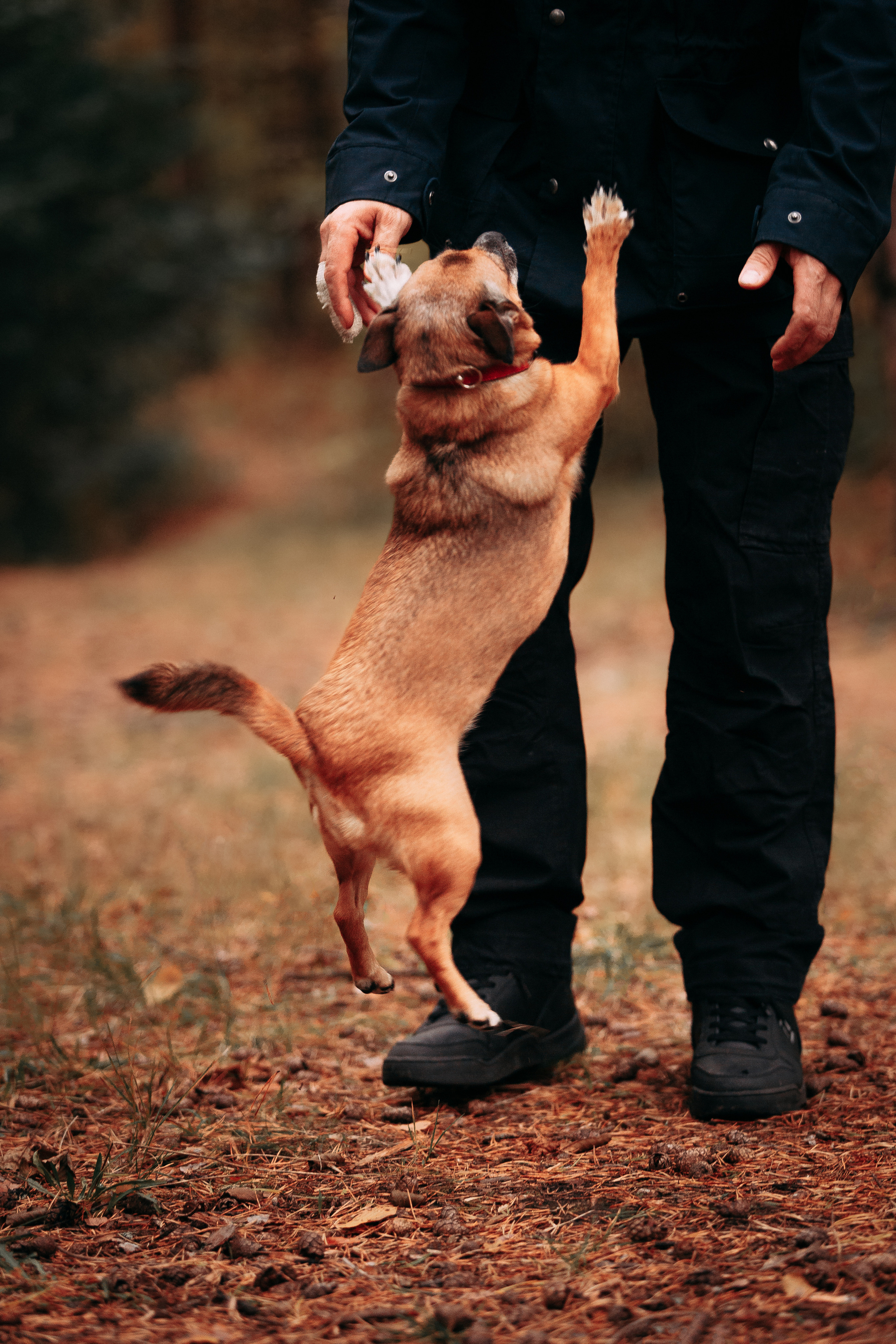 Осенний лес в Сосновом Бору. Фотограф-анималист Наталия Чистюхина в г. Сосновый Бор и ЛО