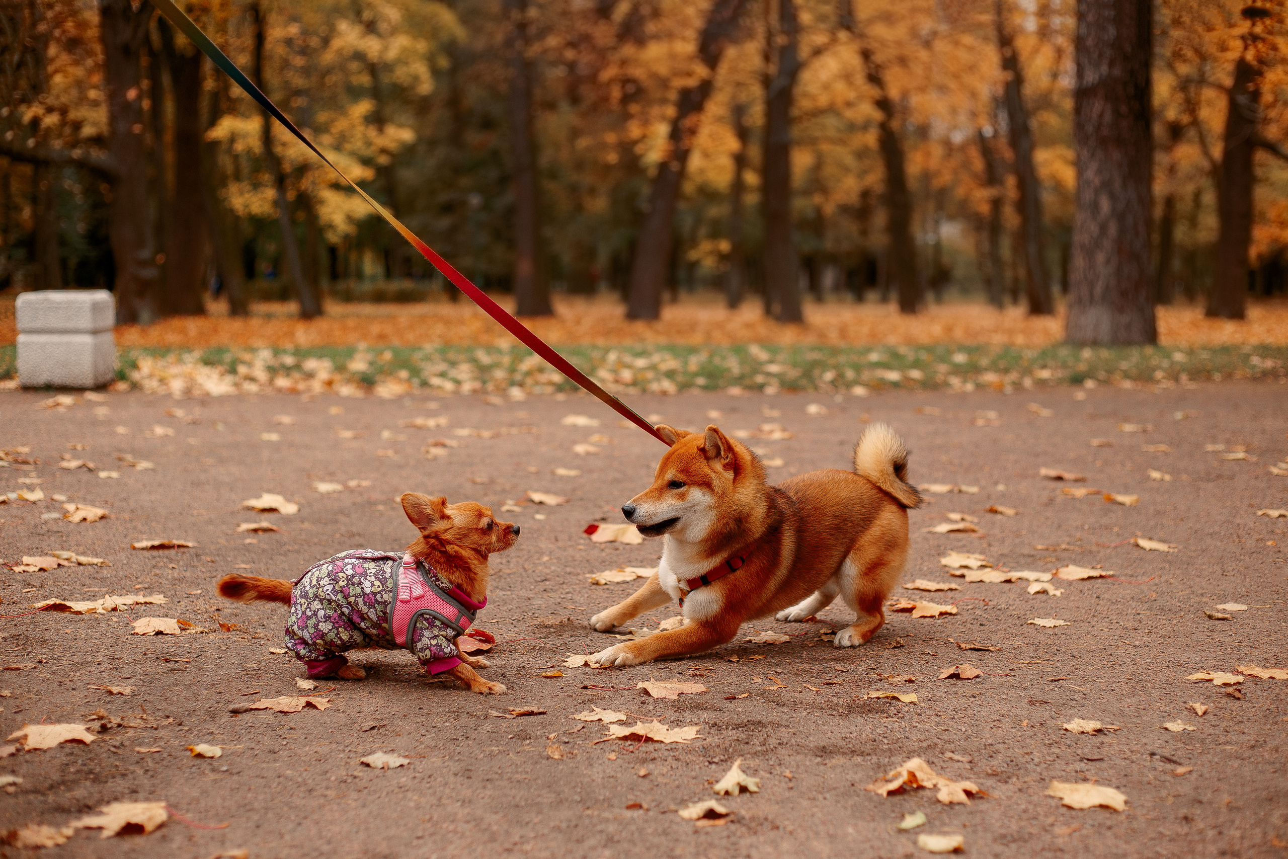 Таврический сад осенью. Фотограф-анималист Наталия Чистюхина в г. Сосновый Бор и ЛО