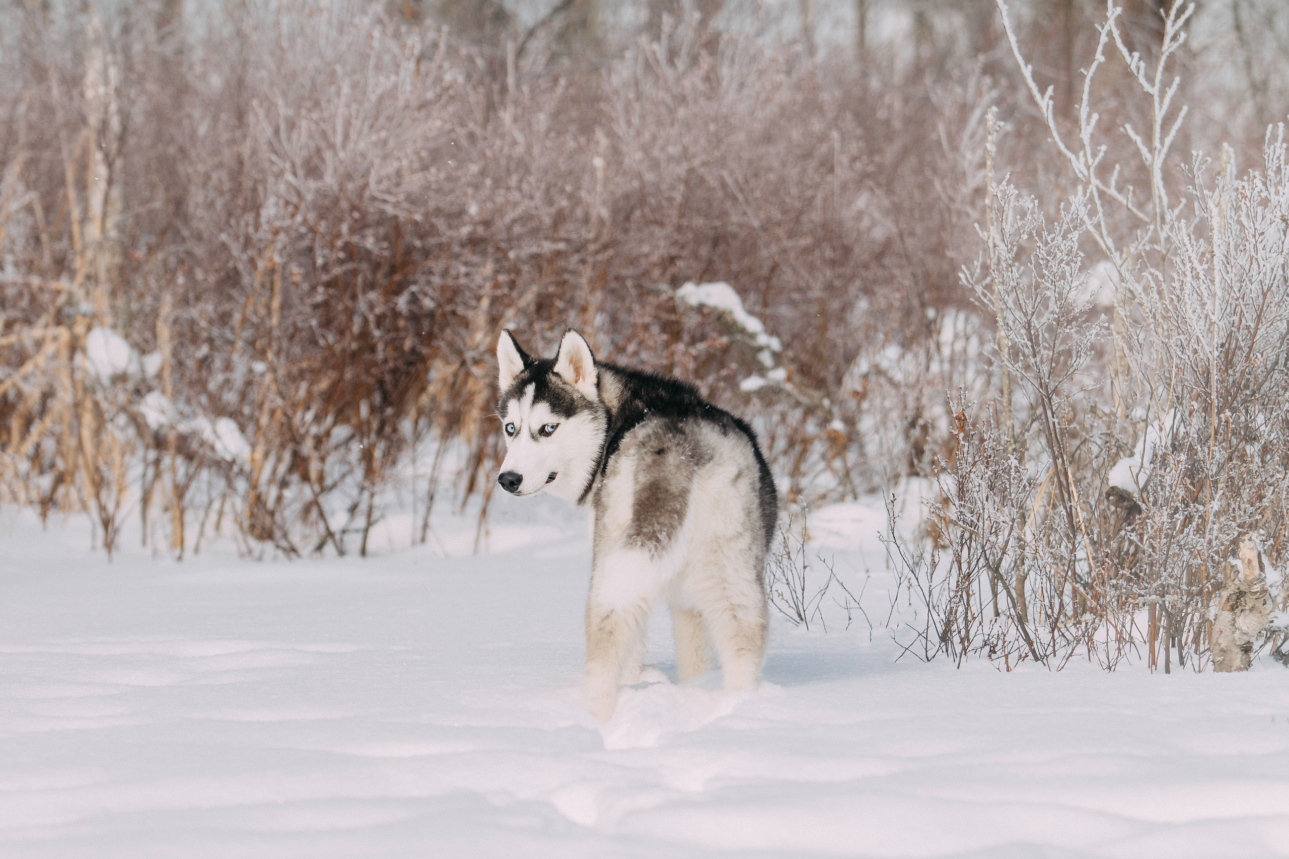 Щенок хаски Плуто. Фотограф-анималист Наталия Чистюхина в г. Сосновый Бор и ЛО
