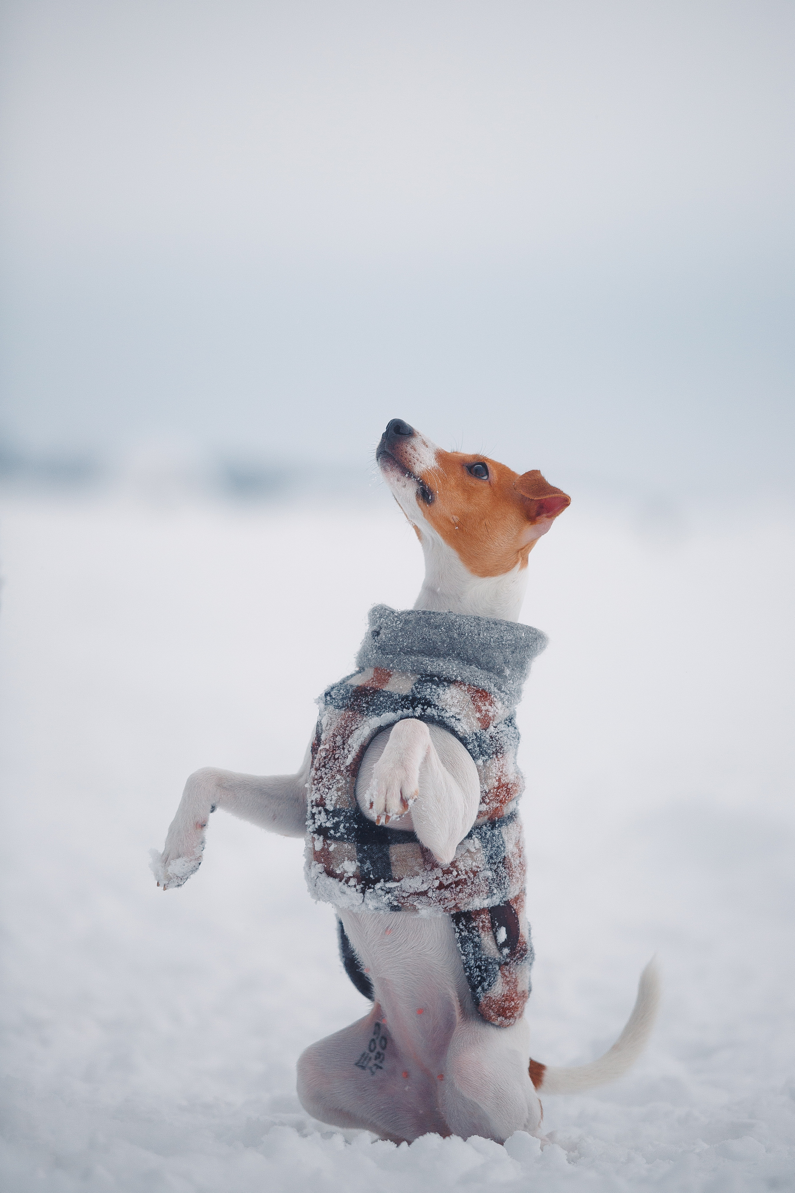 Дана, Варя, Анфиса и Миша в Ручьях. Фотограф-анималист Наталия Чистюхина в г. Сосновый Бор и ЛО