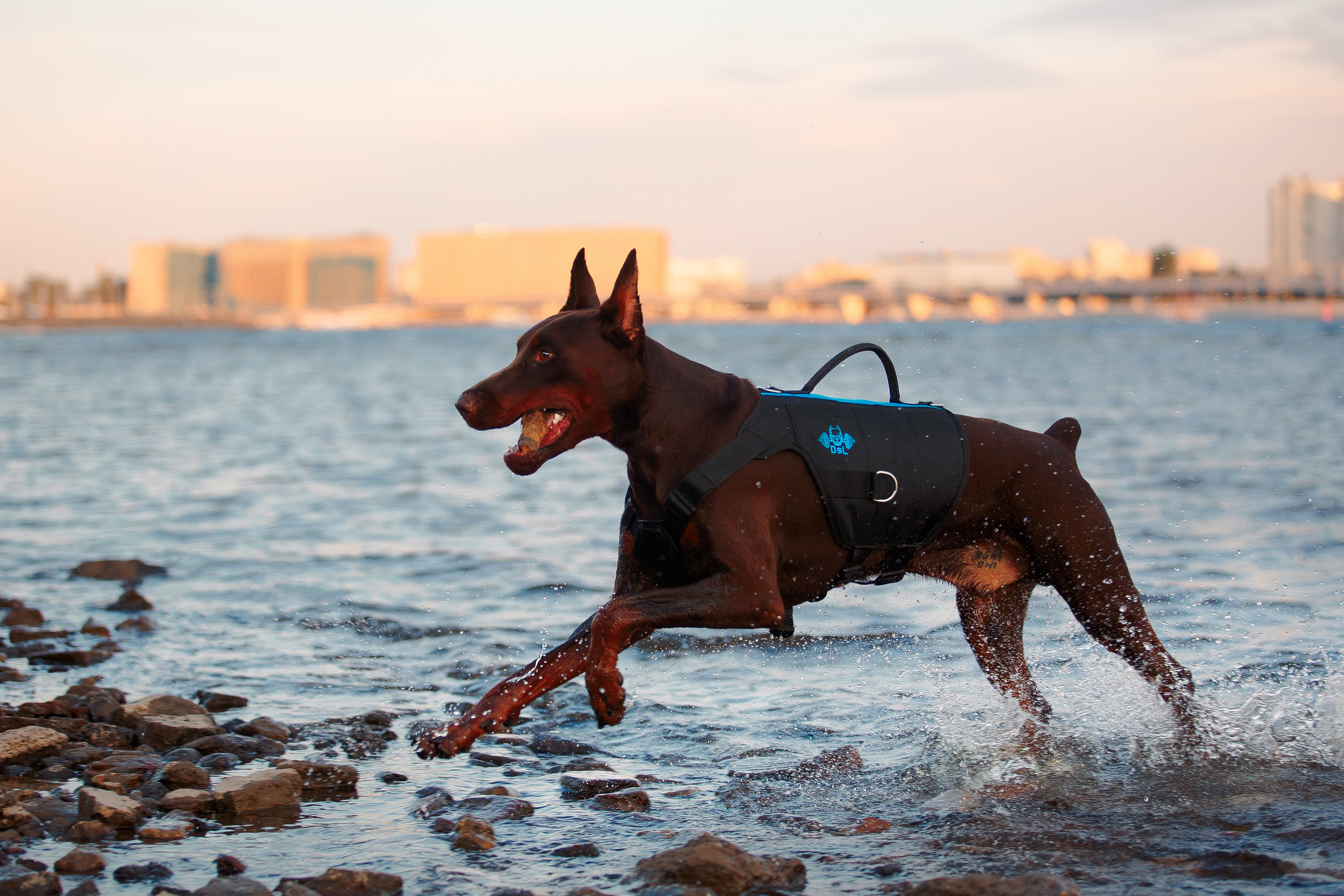 Атлас на Крестовском острове. Фотограф-анималист Наталия Чистюхина в г. Сосновый Бор и ЛО
