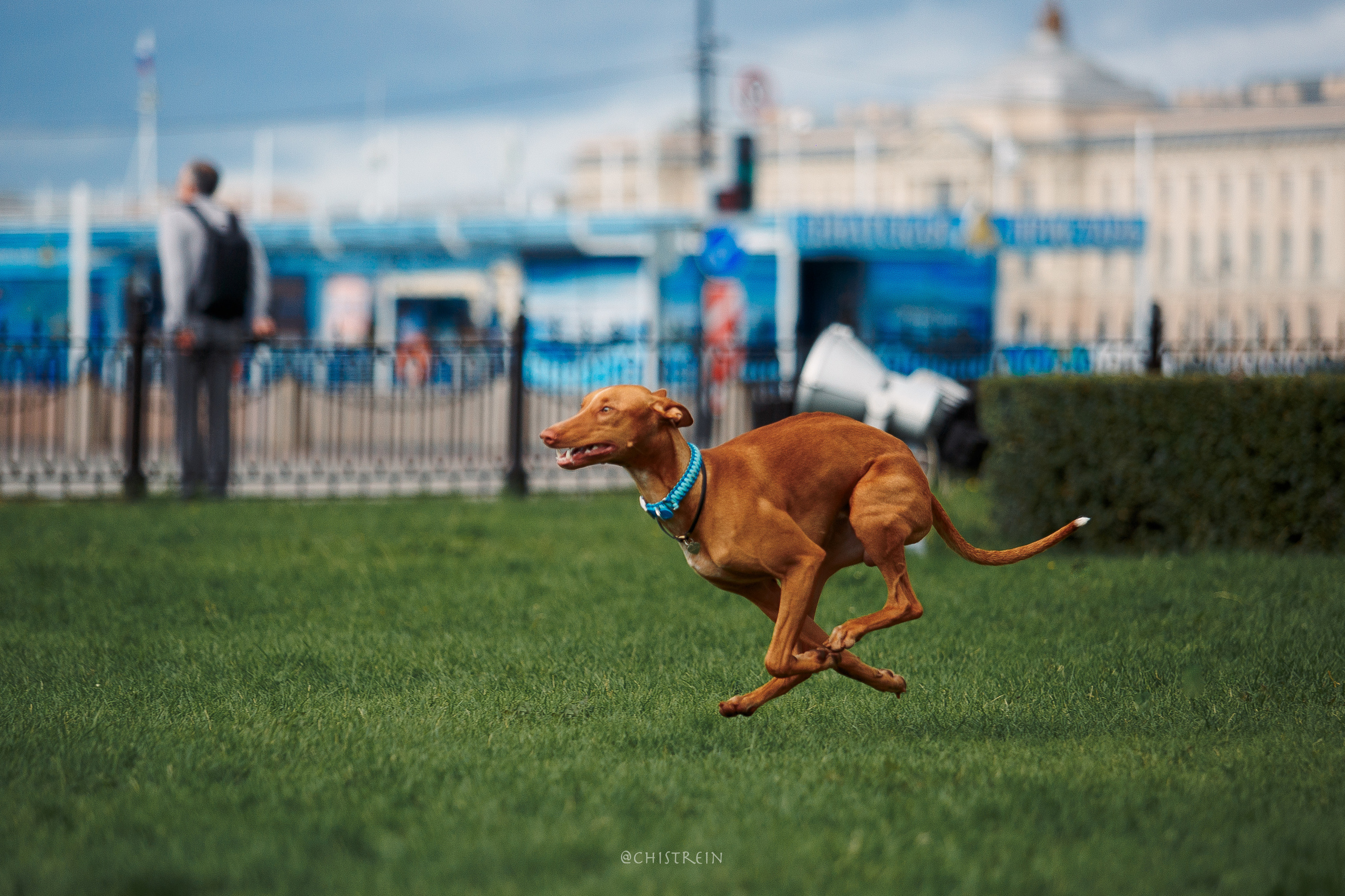 Арина и Гриффин в центре Питера. Фотограф-анималист Наталия Чистюхина в г. Сосновый Бор и ЛО