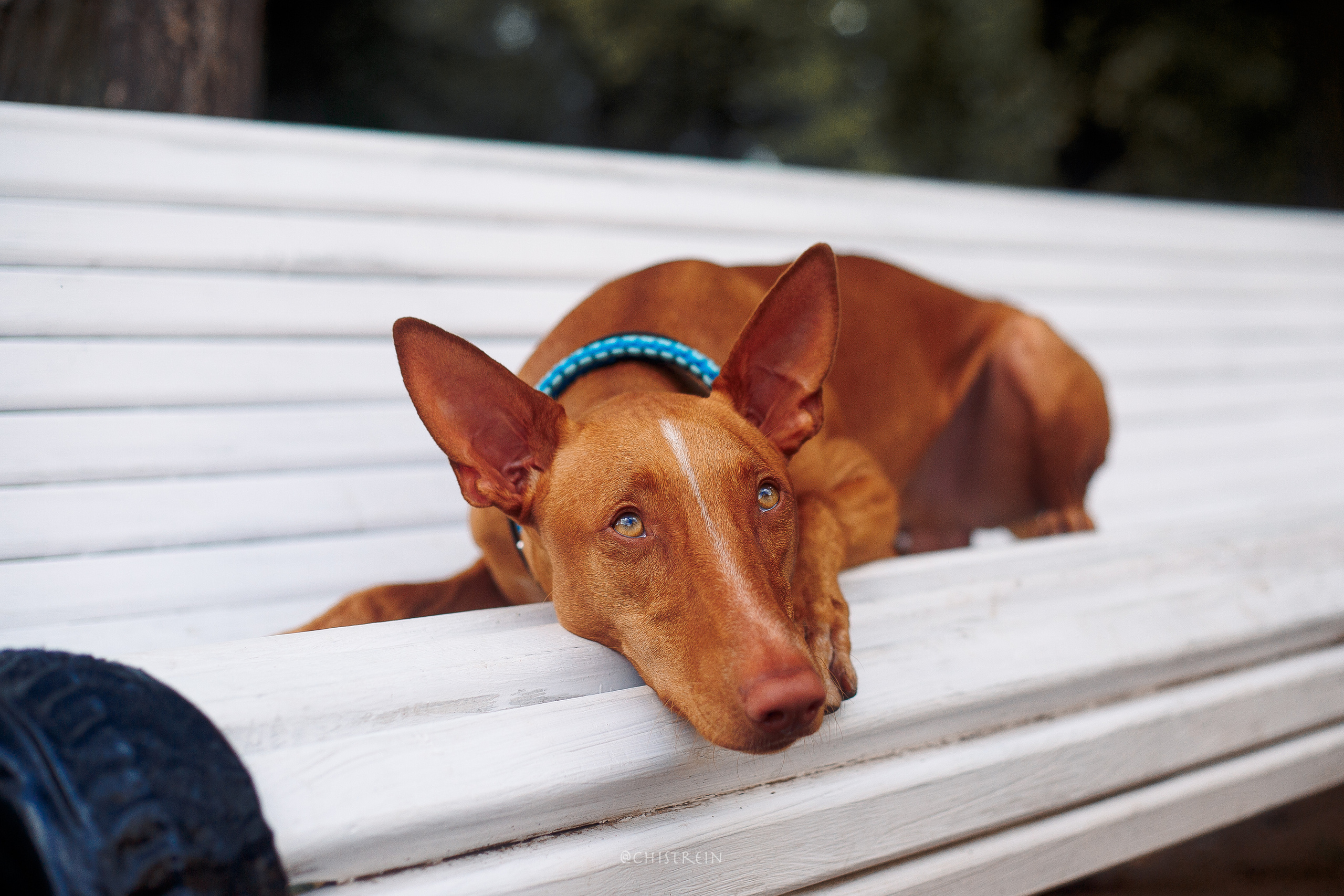 Арина и Гриффин в центре Питера. Фотограф-анималист Наталия Чистюхина в г. Сосновый Бор и ЛО