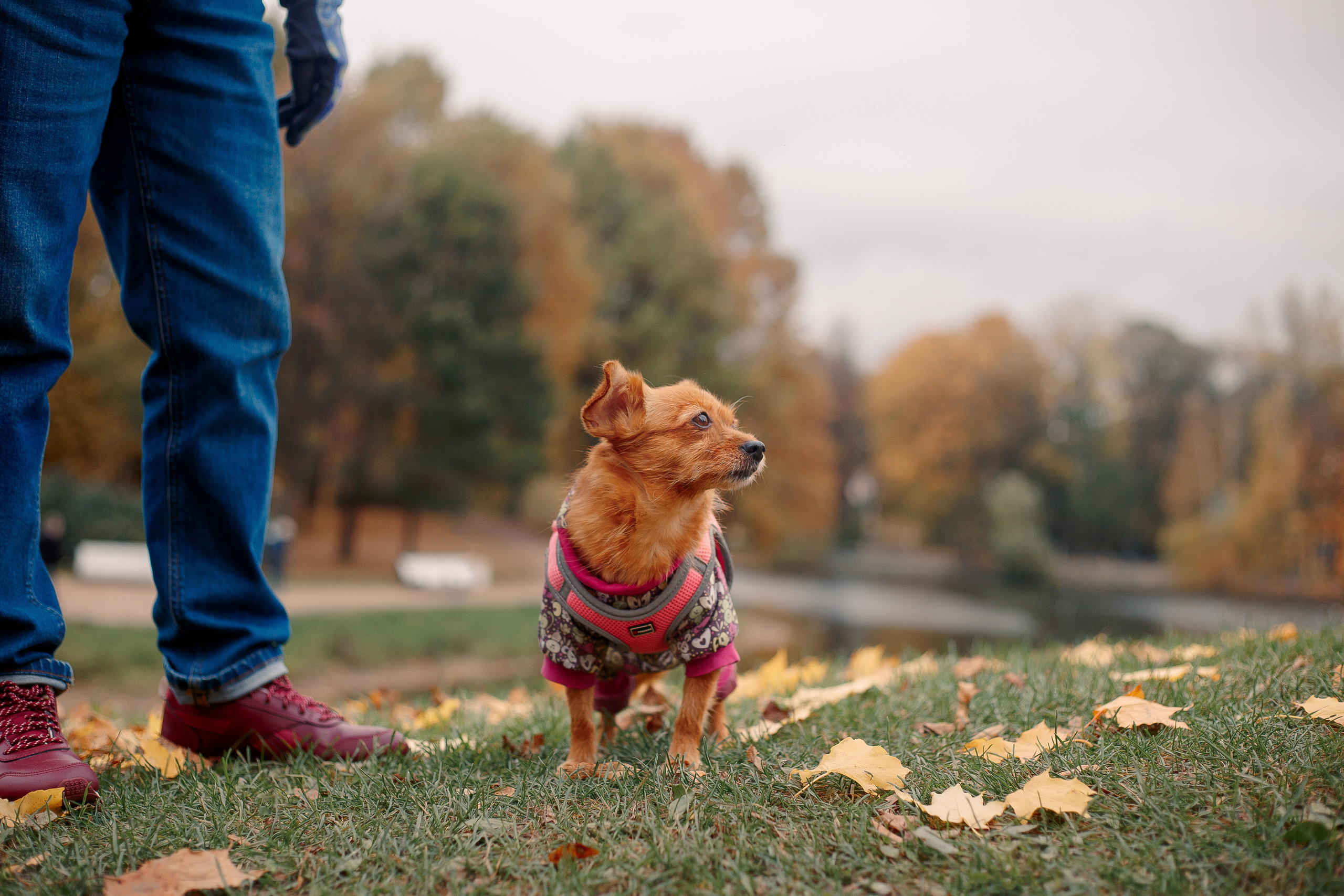 Таврический сад осенью. Фотограф-анималист Наталия Чистюхина в г. Сосновый Бор и ЛО