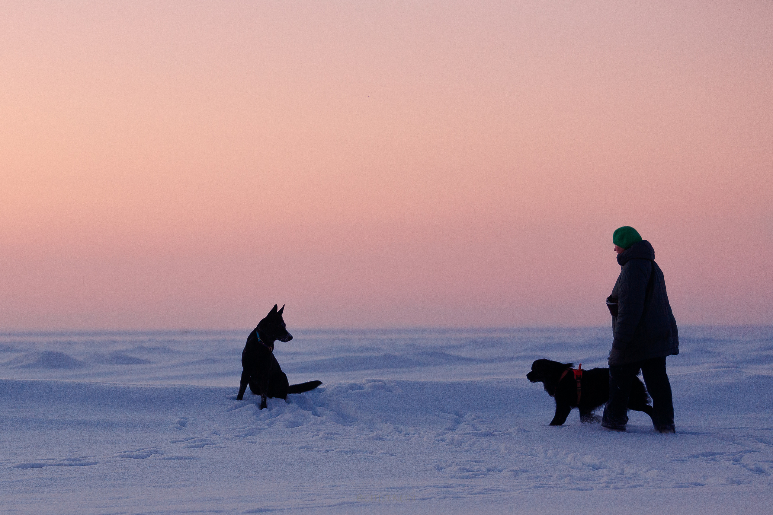 Модя. Закат на Финском заливе. Фотограф-анималист Наталия Чистюхина в г. Сосновый Бор и ЛО