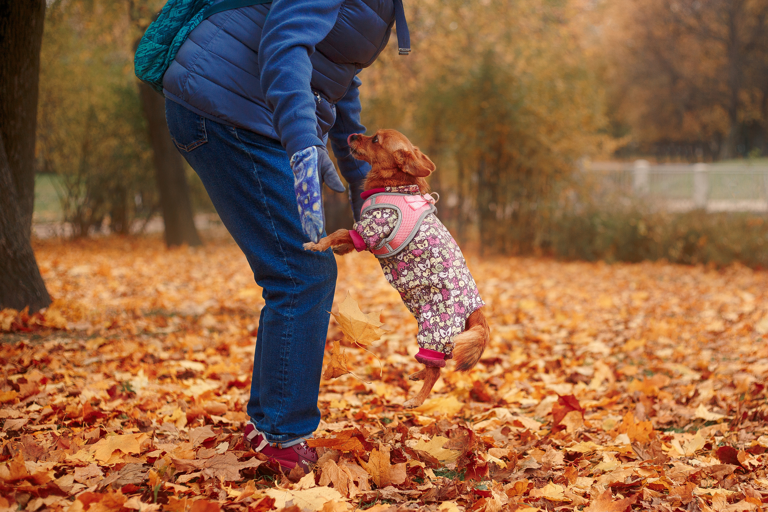 Таврический сад осенью. Фотограф-анималист Наталия Чистюхина в г. Сосновый Бор и ЛО