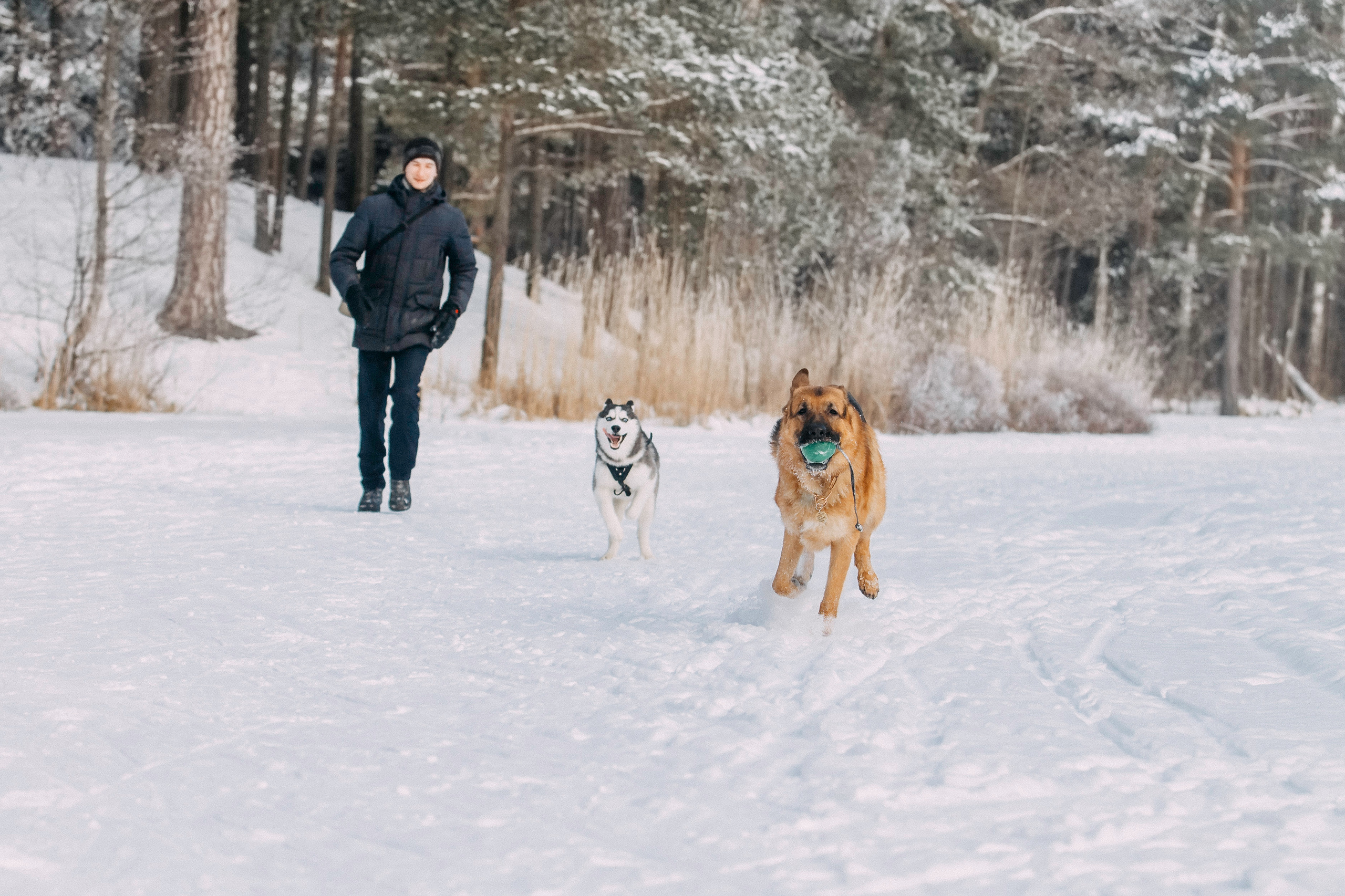 Щенок хаски Плуто. Фотограф-анималист Наталия Чистюхина в г. Сосновый Бор и ЛО
