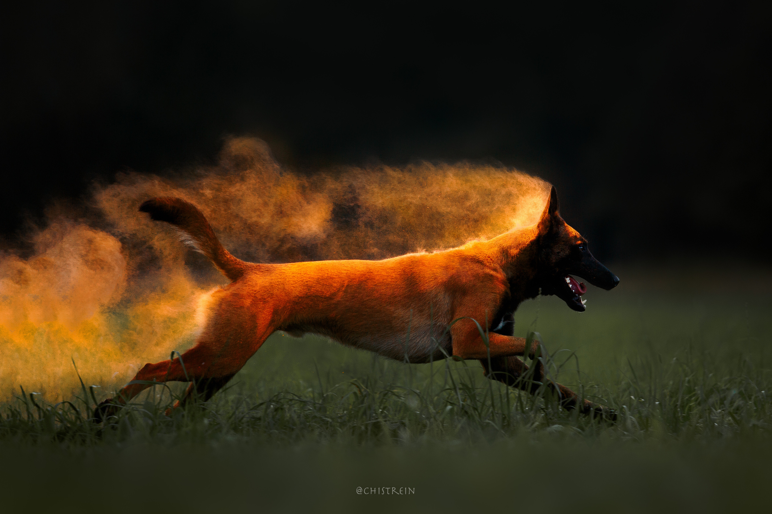 Краски холи. Малинуа Раш. Фотограф-анималист Наталия Чистюхина в г. Сосновый Бор и ЛО