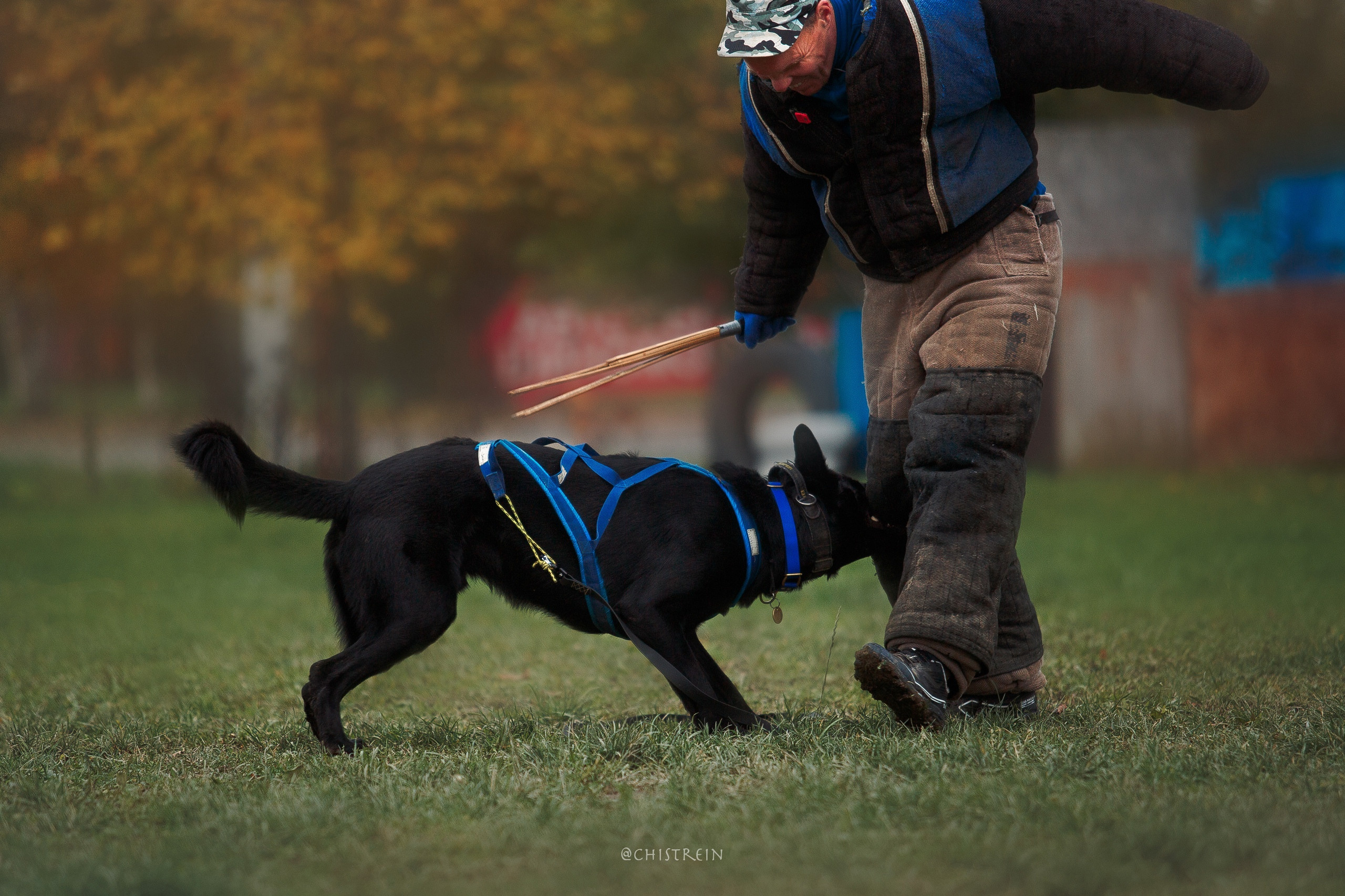 Мондьоринг в СПб. Фотограф-анималист Наталия Чистюхина в г. Сосновый Бор и ЛО