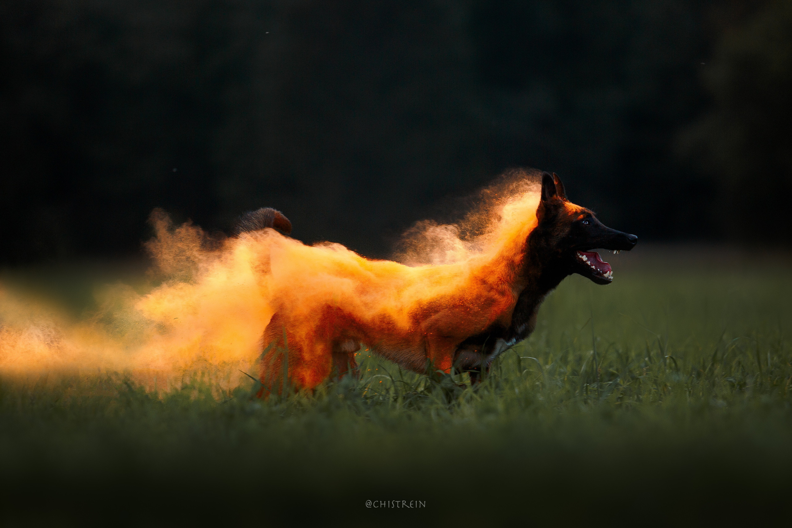 Краски холи. Малинуа Раш. Фотограф-анималист Наталия Чистюхина в г. Сосновый Бор и ЛО