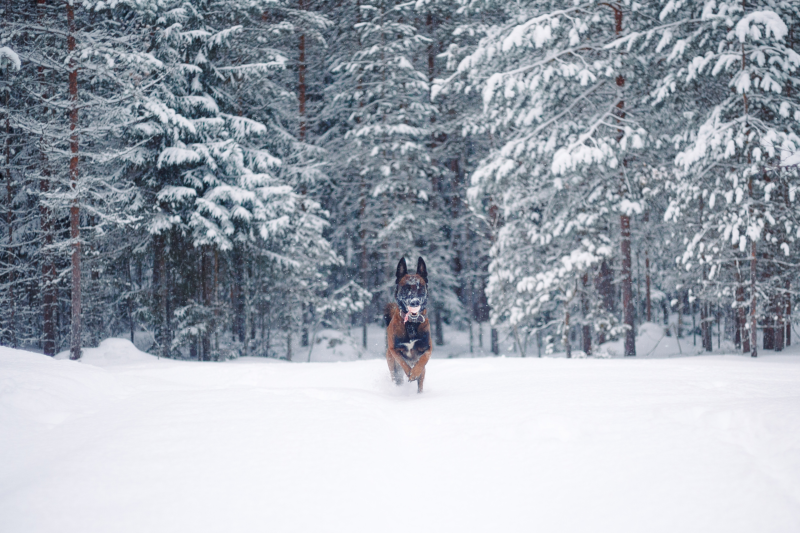 Зима и малинуа. Фотограф-анималист Наталия Чистюхина в г. Сосновый Бор и ЛО
