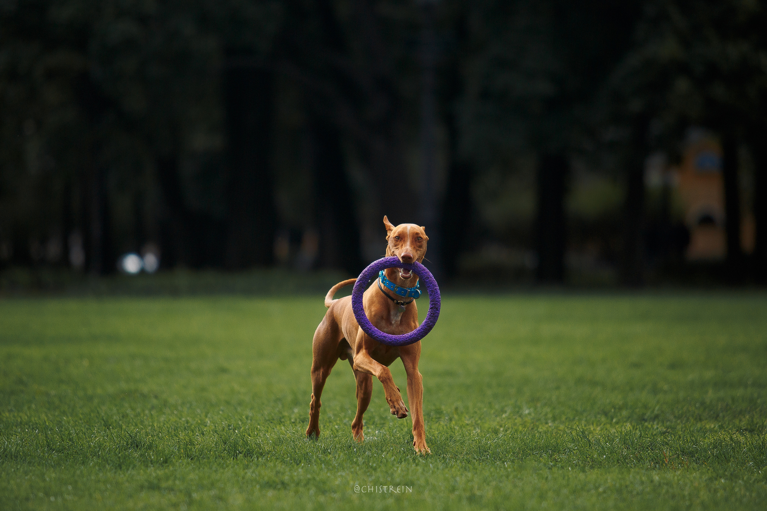 Арина и Гриффин в центре Питера. Фотограф-анималист Наталия Чистюхина в г. Сосновый Бор и ЛО