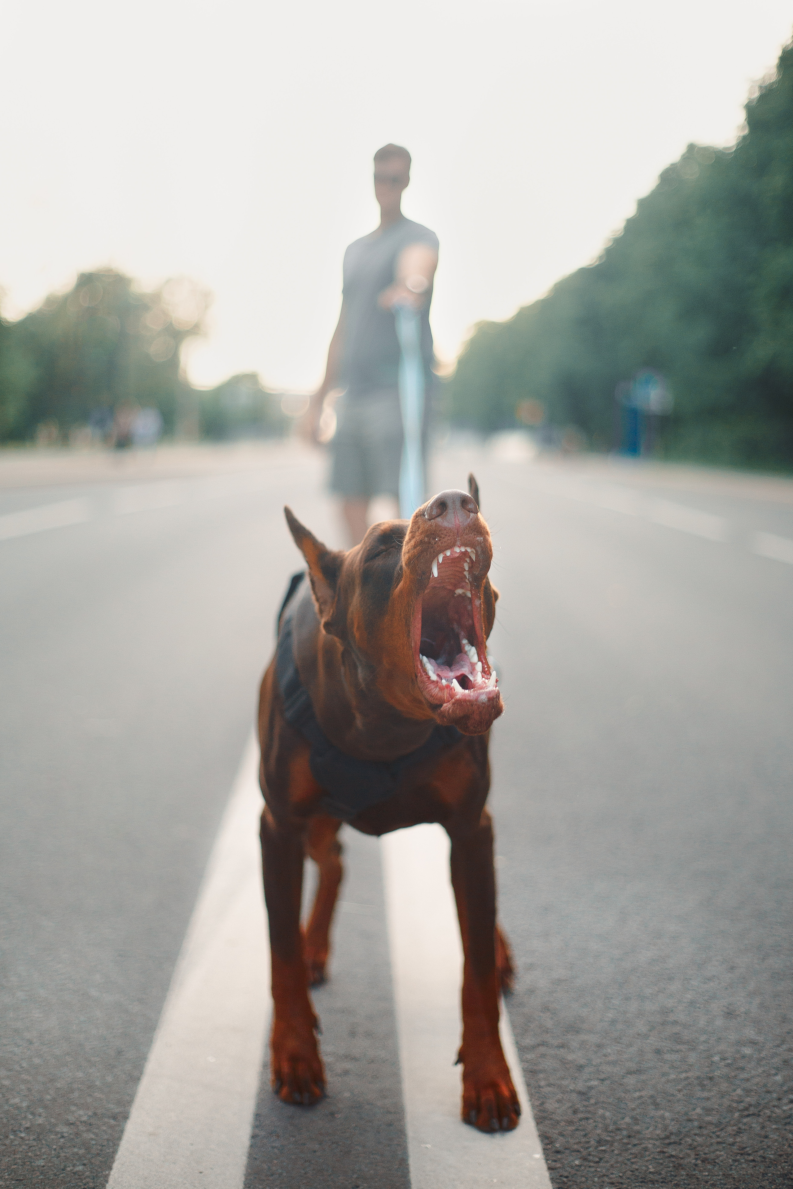 Атлас на Крестовском острове. Фотограф-анималист Наталия Чистюхина в г. Сосновый Бор и ЛО